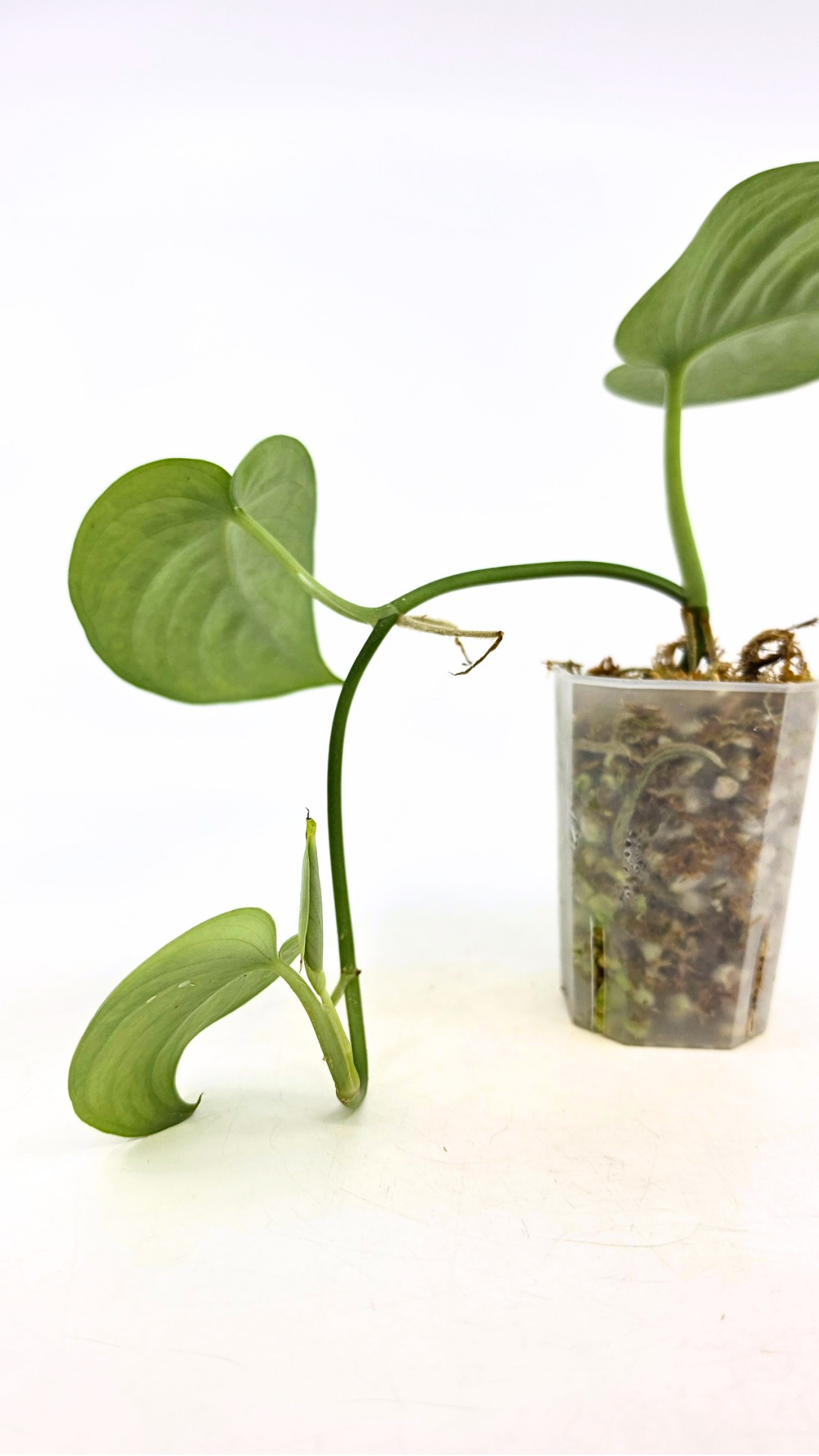 Uncommon indoor plant scindapsus Exotica available for sale at rare plant shop The Leaf Gallery in Perth, Western Australia.