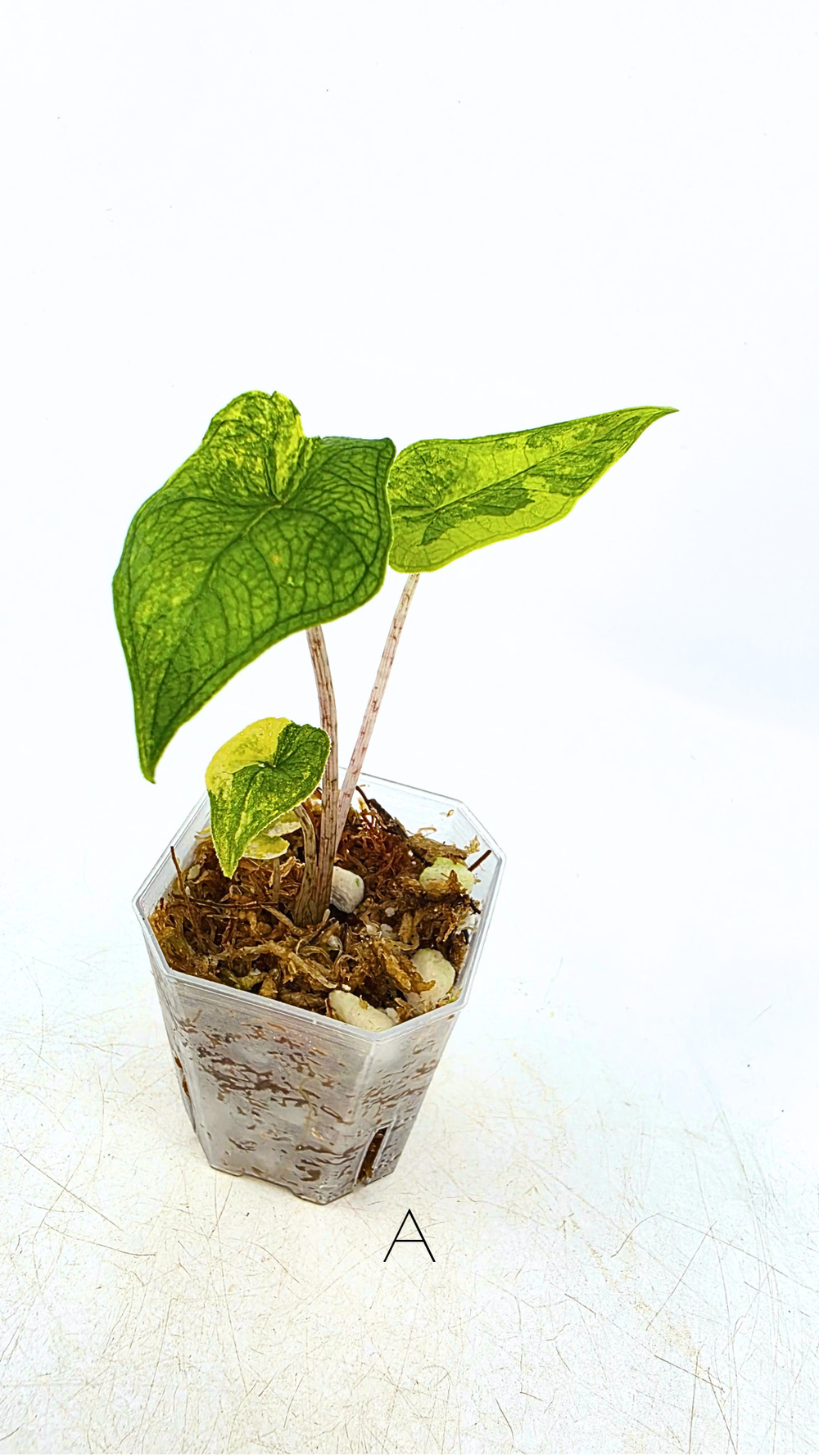 Alocasia Jacklyn Variegated — The Leaf Gallery