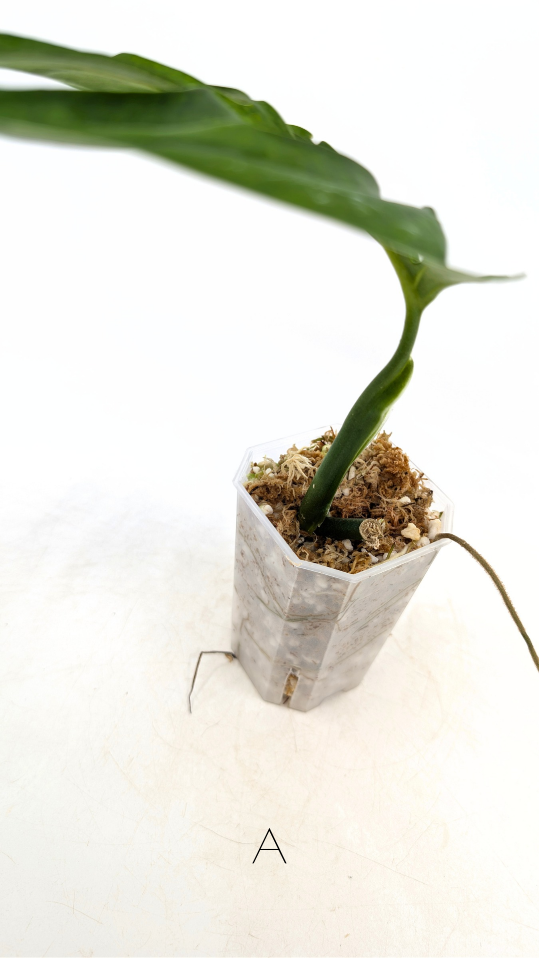 Rare plant Monstera Esqueleto or Monstera Epipremnoides propagated by rare indoor plant shop The Leaf Gallery in Perth, Western Australia