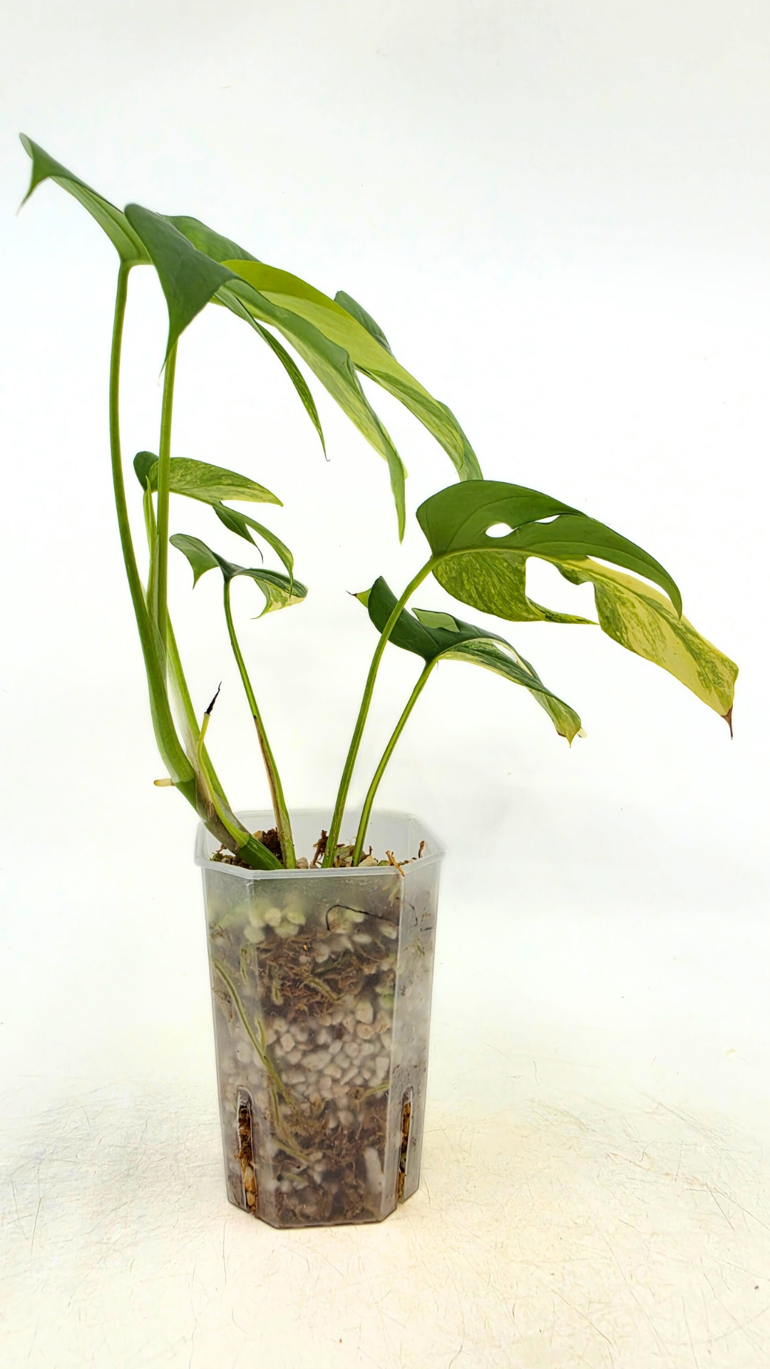 Rare indoor plant Raphidophora Tetrasperma Aurea for sale by rare plant shop The Leaf Gallery in Perth