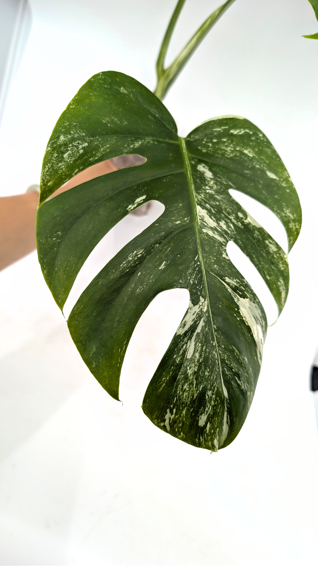 Rare indoor plant Monstera Albo Varigated available for sale at rare plant house plant shop The Leaf Gallery in Perth, Western Australia