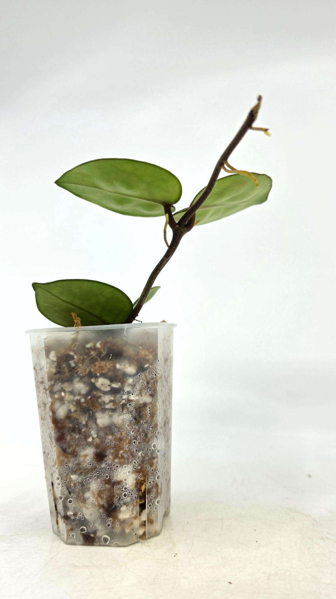 Rare indoor plant hoya carnosa chelsea propagated by and available for sale at rare plant shop The Leaf Gallery in Perth.