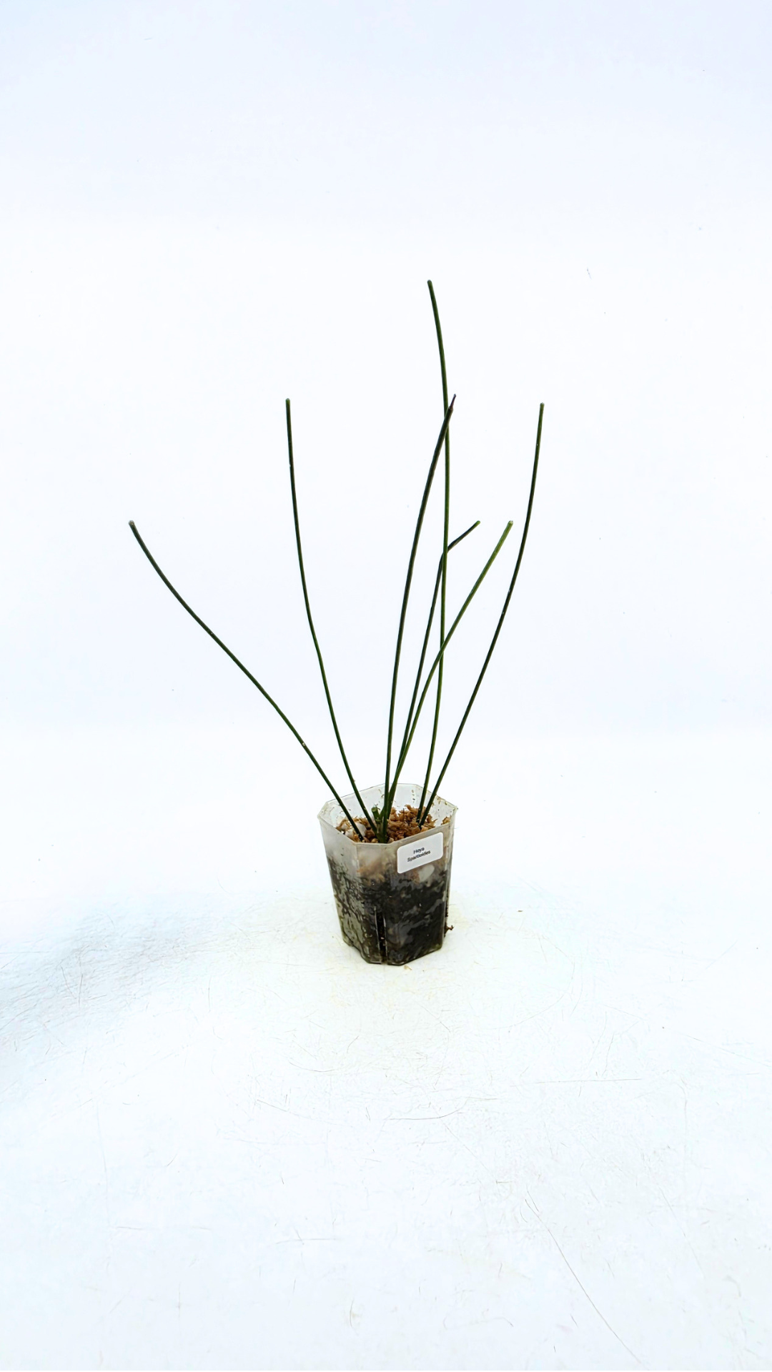 Rare waxplant Hoya Spartioides available for sale at rare indoor plant shop The Leaf Gallery in Perth, Western Australia