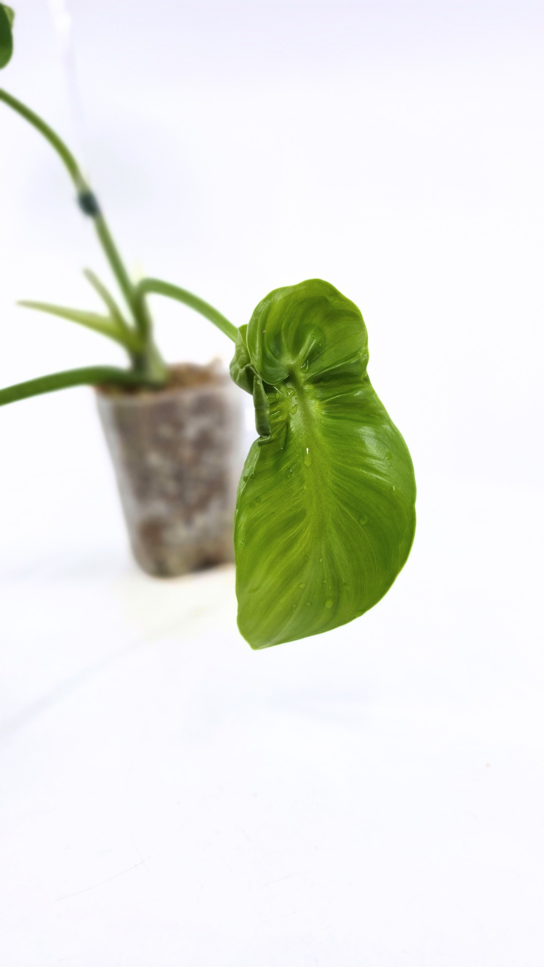 Rare indoor house plant Philodendron Rugosum also known as Pig Skin Philodendron propagated by the Leaf Gallery in Perth