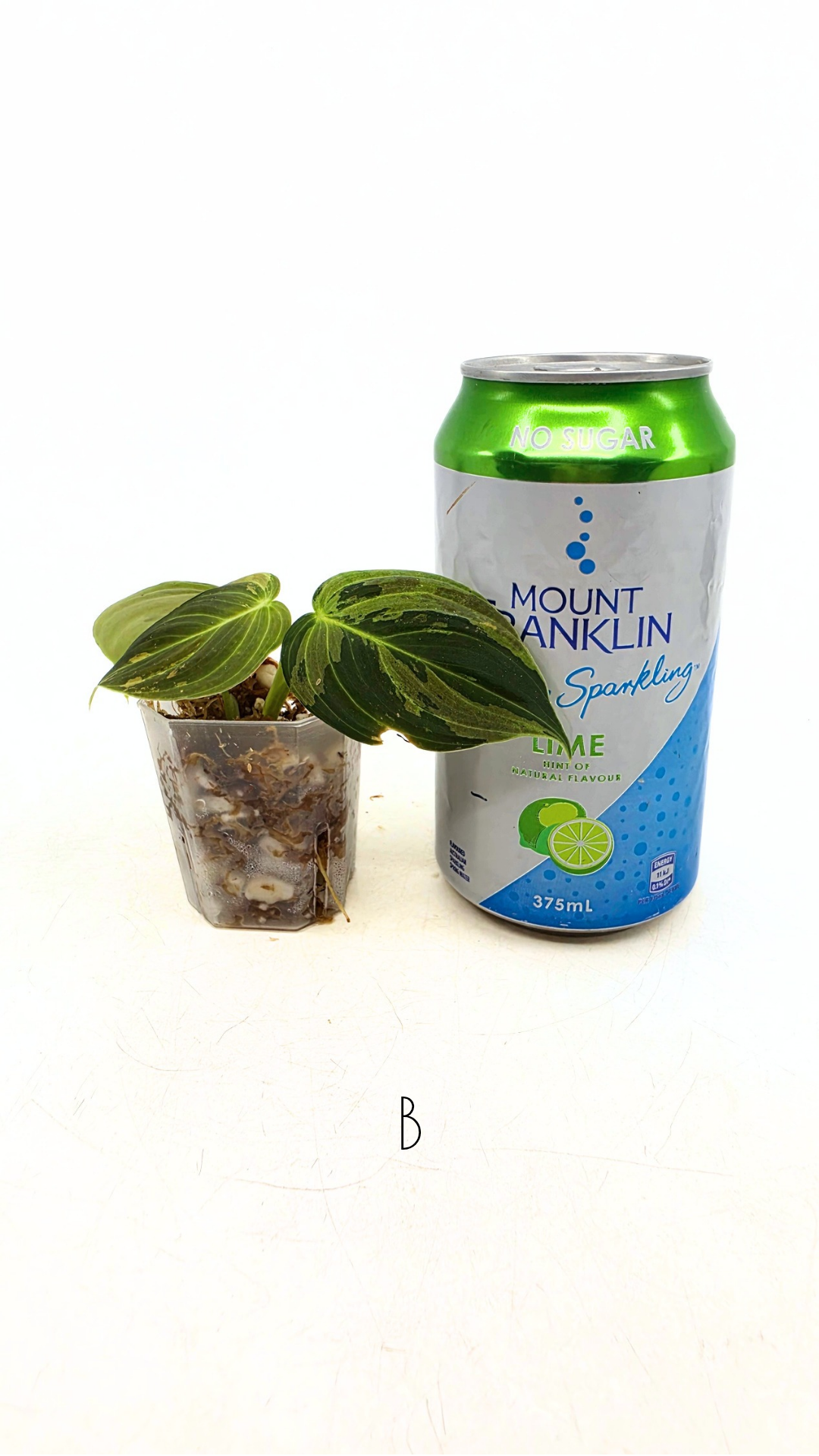 Rare plant Philodendron Melanochrysum Varigated available for sale at rare plant shop The Leaf Gallery in Perth, Western Australia