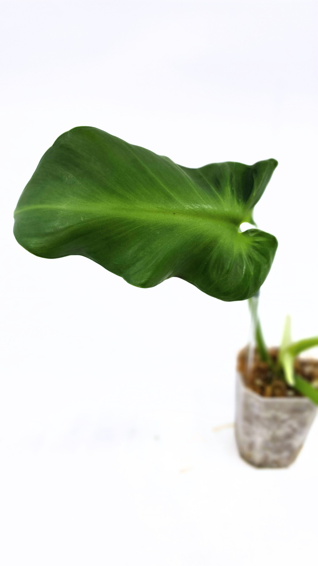 Rare indoor house plant Philodendron Rugosum also known as Pig Skin Philodendron propagated by the Leaf Gallery in Perth