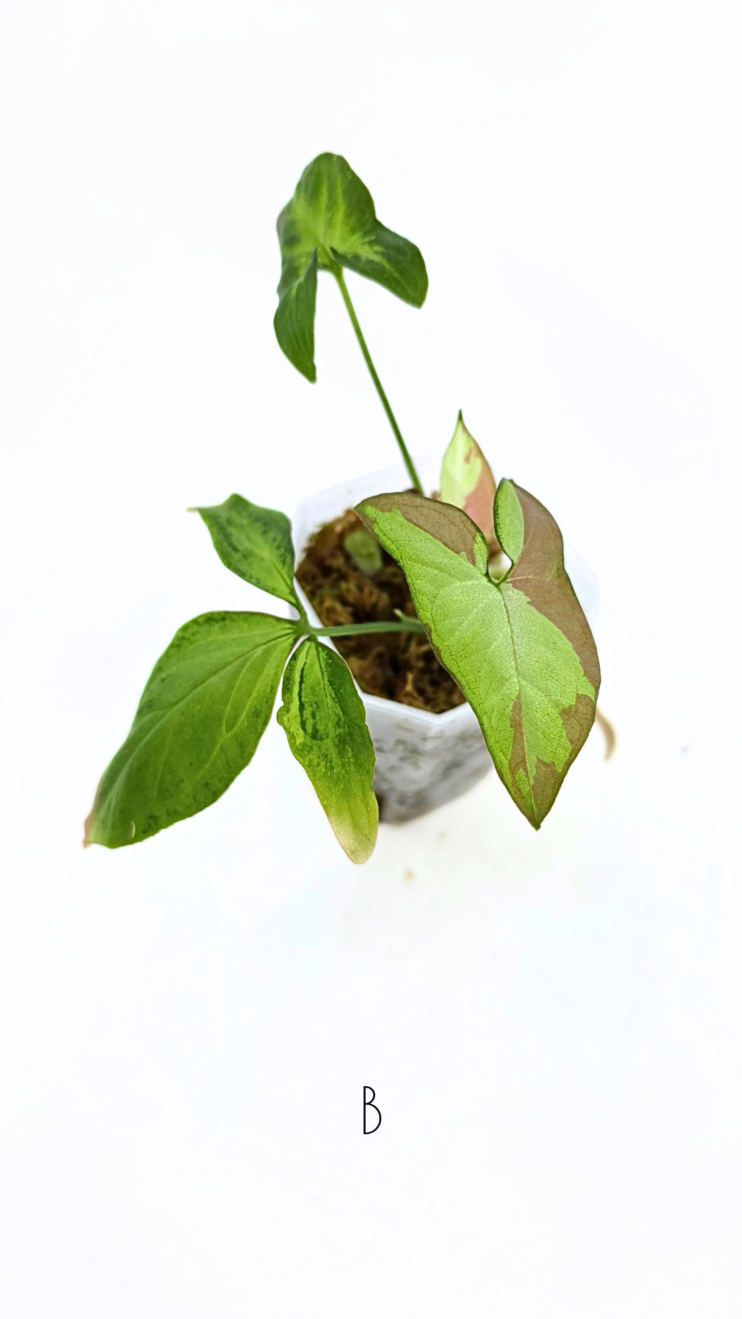 Rare indoor plant Syngonium Redspot Tricolour available for sale at The Leaf Gallery in Perth, Western Australia