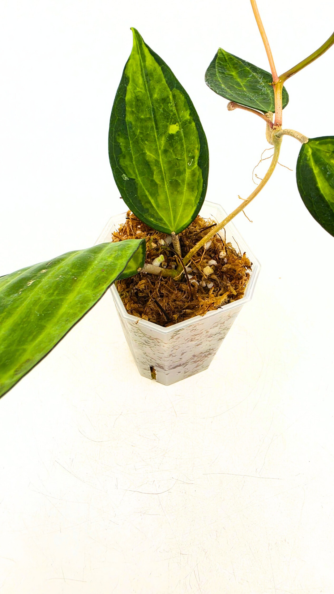 Rare waxplant Hoya Macrophylla Pot of Gold available for sale at rare indoor plant shop The Leaf Gallery in Perth, Western Australia