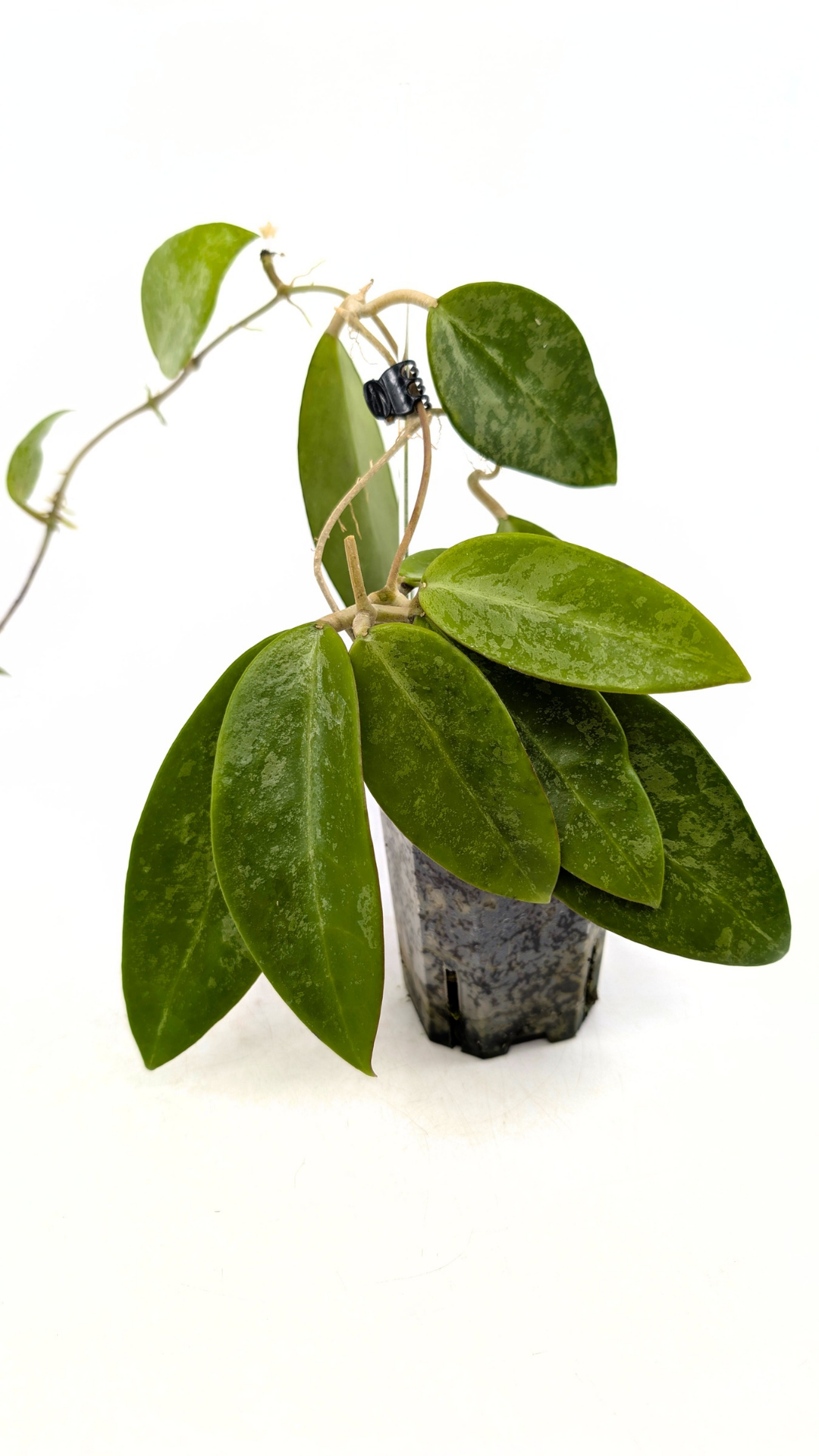 Rare waxplant Hoya Rime Splash available for sale at rare indoor plant shop The Leaf Gallery in Perth, Western Australia