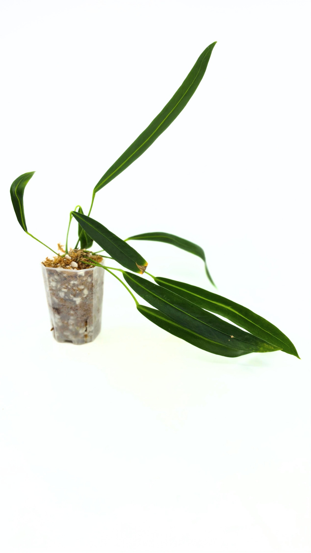 Rare indoor plant Anthurium friedrichsthalii available for sale at rare house plant shop The Leaf Gallery in Perth, Western Australia