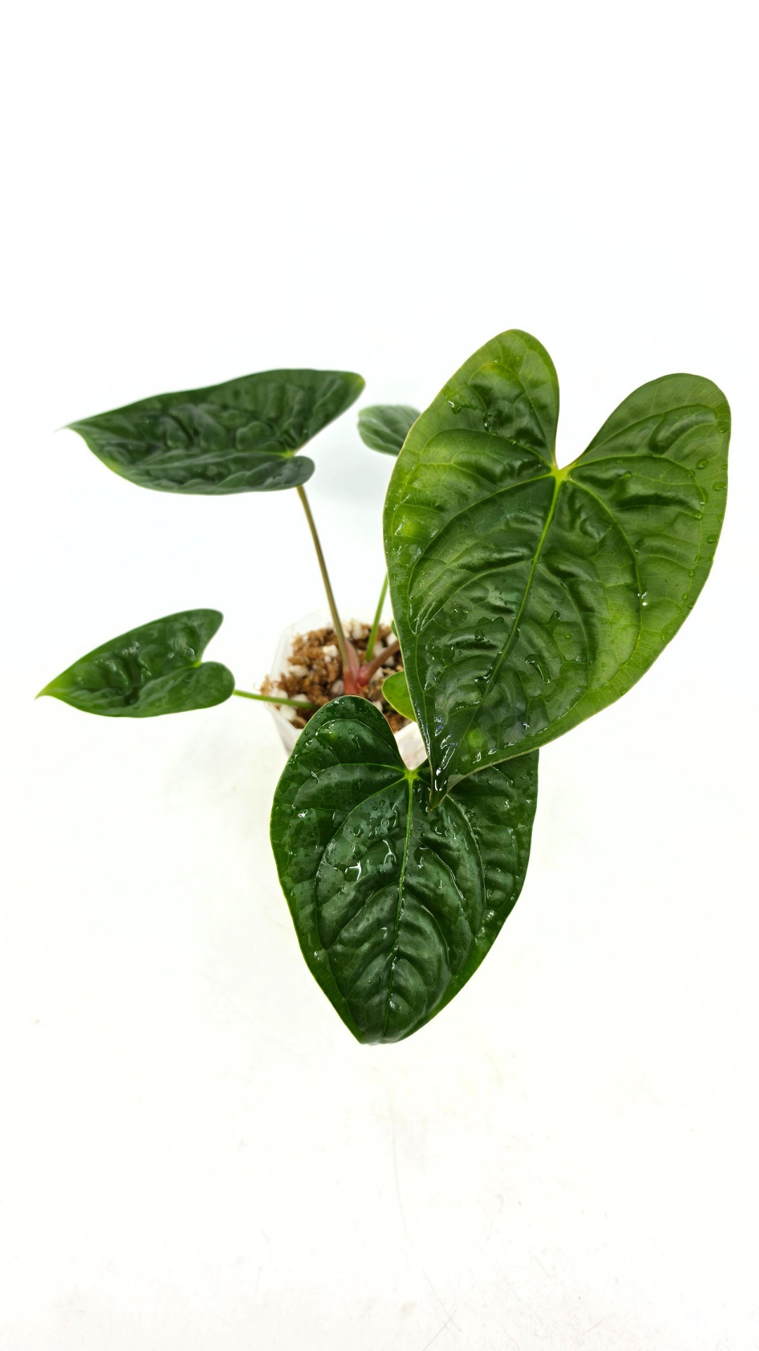 Rare hybrid of indoor plant Anthurium Giganteum Verde X Anthurium Luxurians available at rare plant shop The Leaf Gallery in Perth, Western Australia