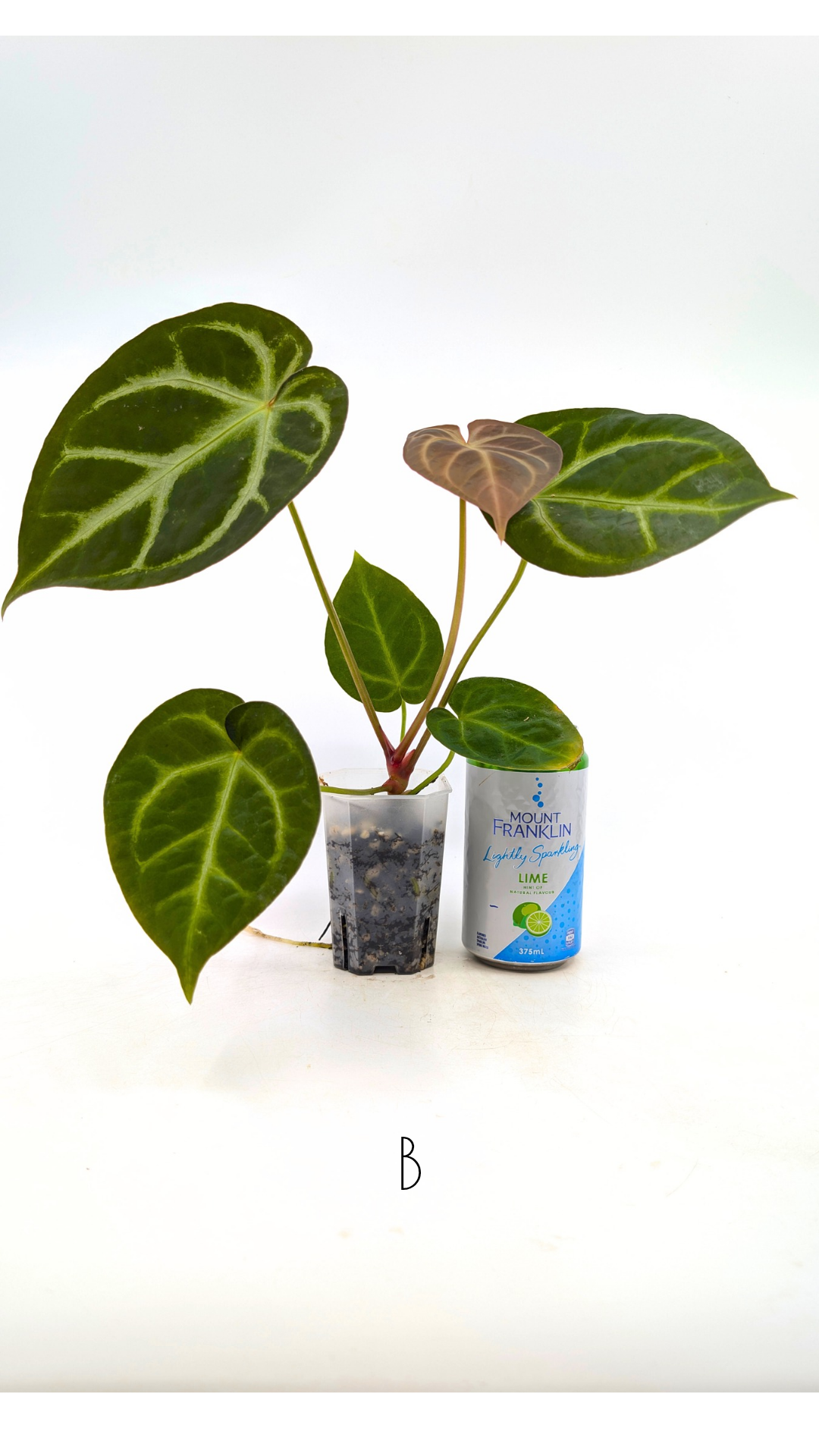 Rare indoor plant Anthurium Magnificum available for sale at rare house plant shop The Leaf Gallery in Perth, Western Australia