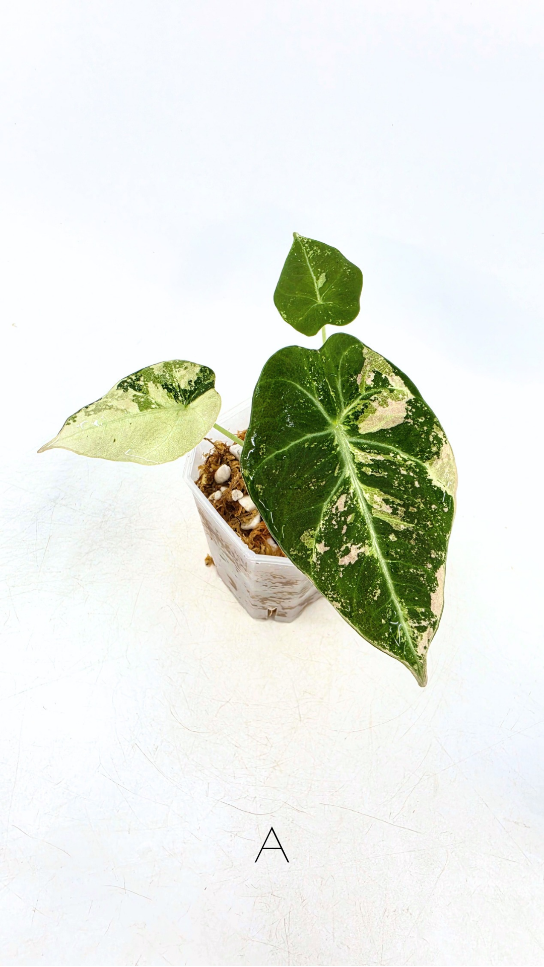 Rare indoor plant Alocasia Black Velvet Pink Variegated available for sale from rare house plant shop The Leaf Gallery in Perth, Western Australia