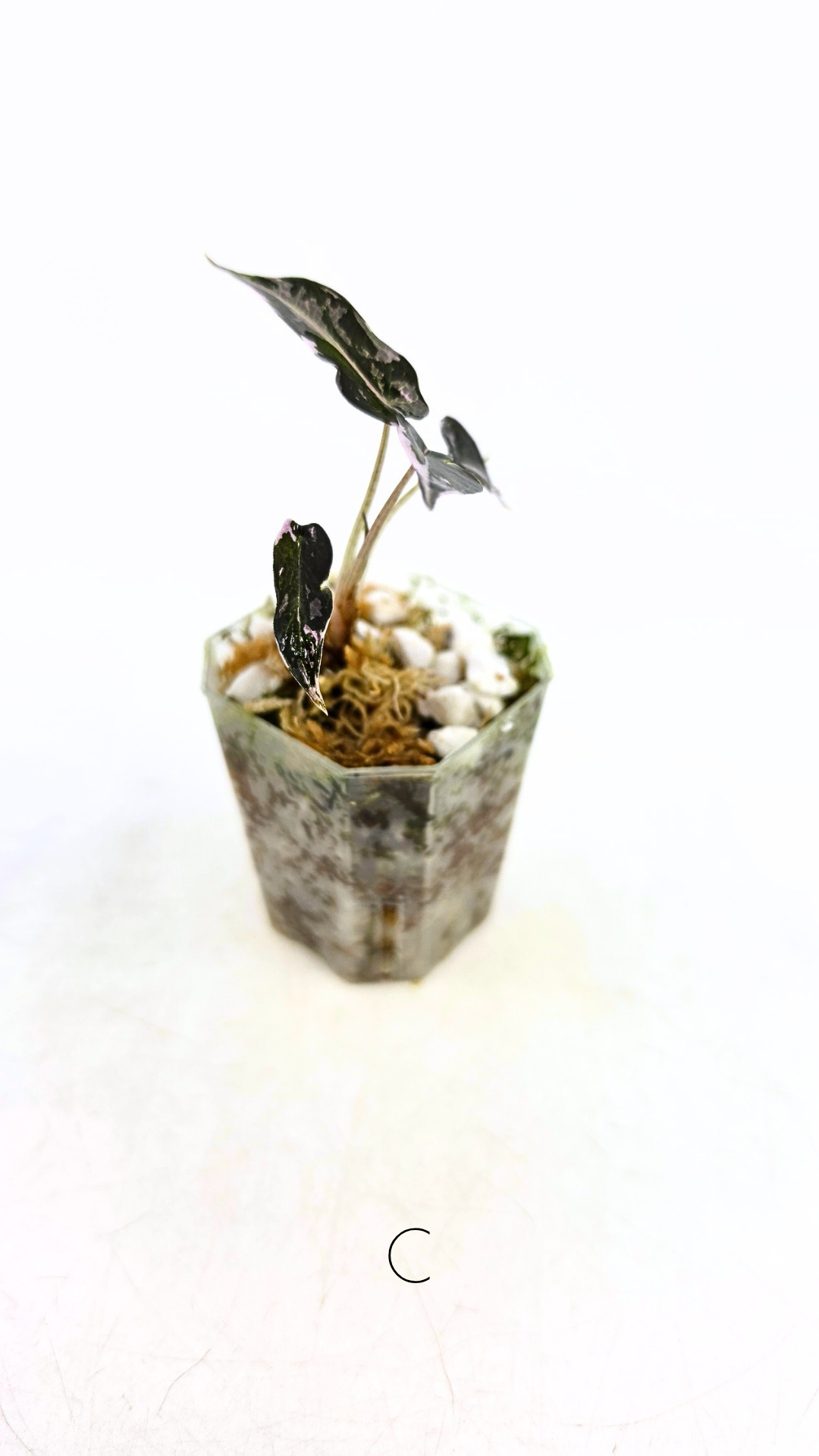 Rare indoor plant Alocasia Amazonica Bambino Pink TC plantlets available for sale at rare houseplant shop The Leaf Gallery in Perth, Western Australia