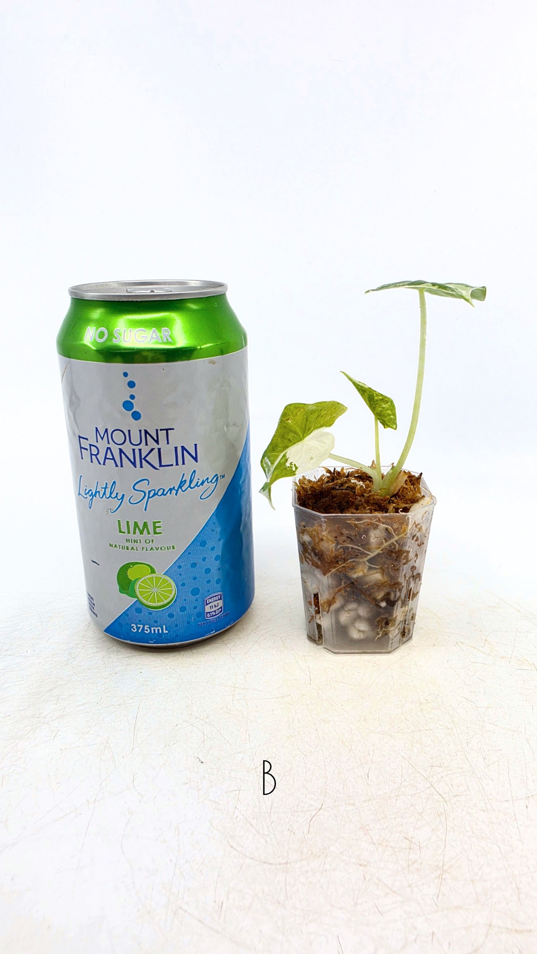 Rare indoor plant Alocasia Frydek Variegated available for sale at rare house plant shop The Leaf Gallery in Perth, Western Australia