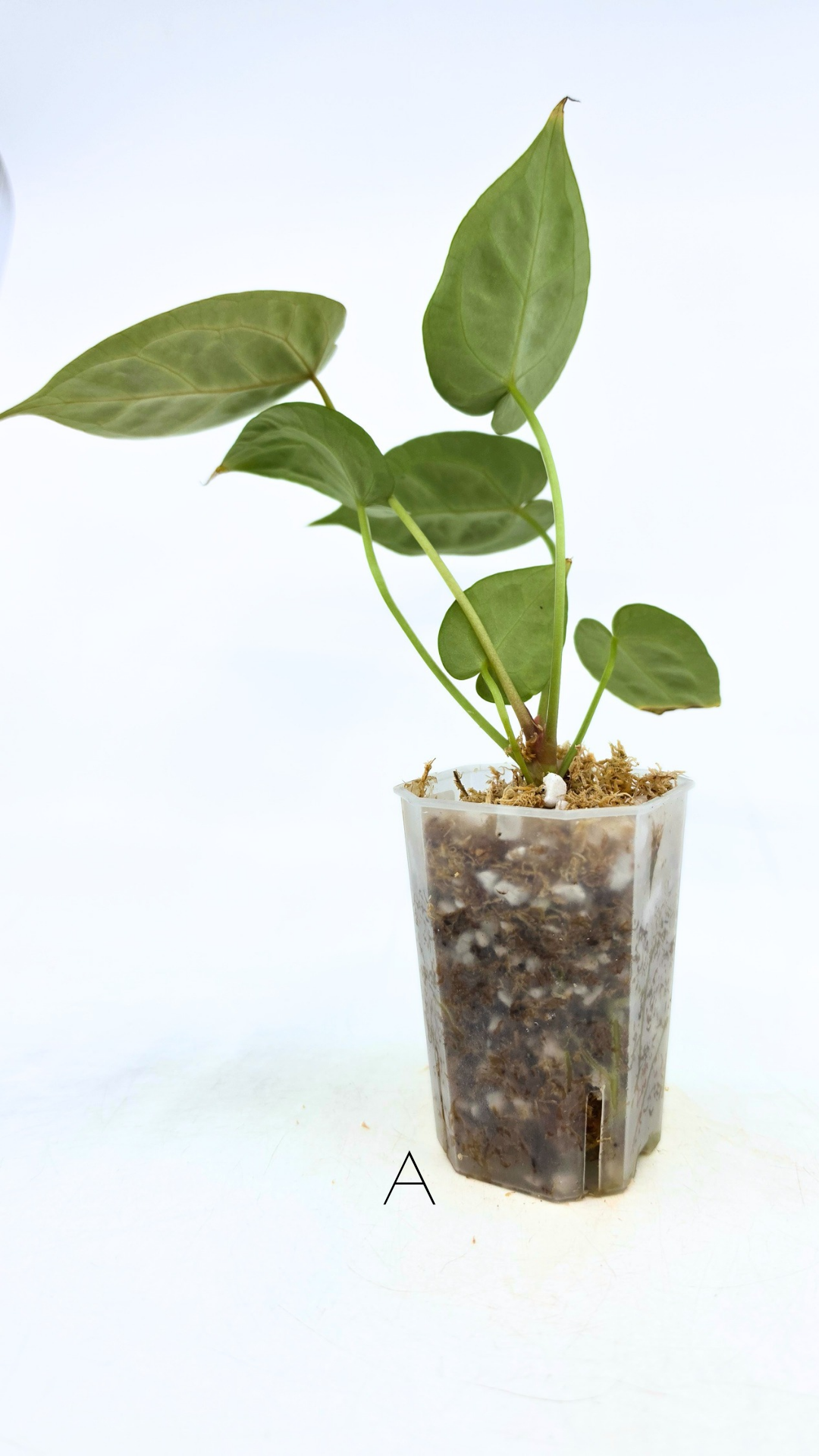 Rare anthurium hybrid Anthurium Dark Forgetii x Bessae Aff X Anthurium Michelle by The Leaf Gallery in Perth, Western Australia