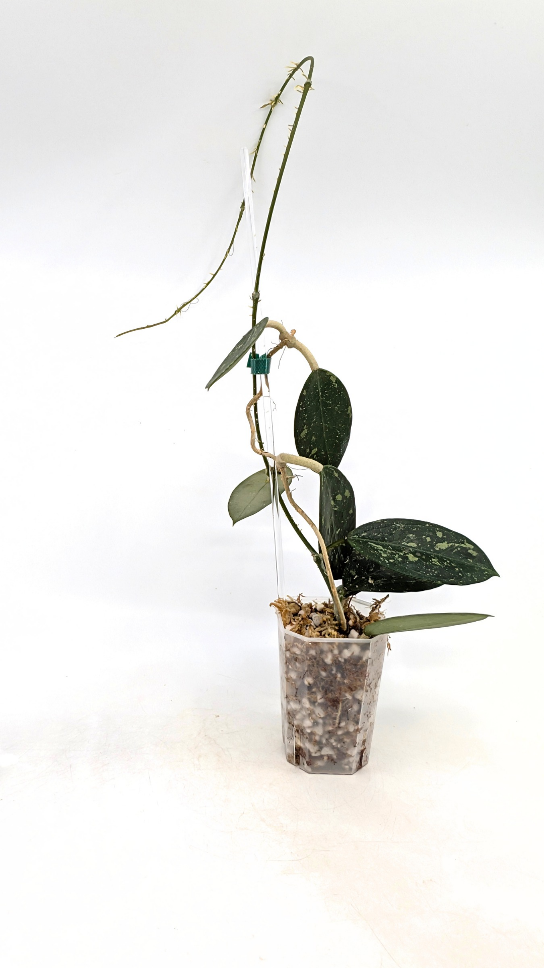 Single plants upload_20251208_171351_0002.png