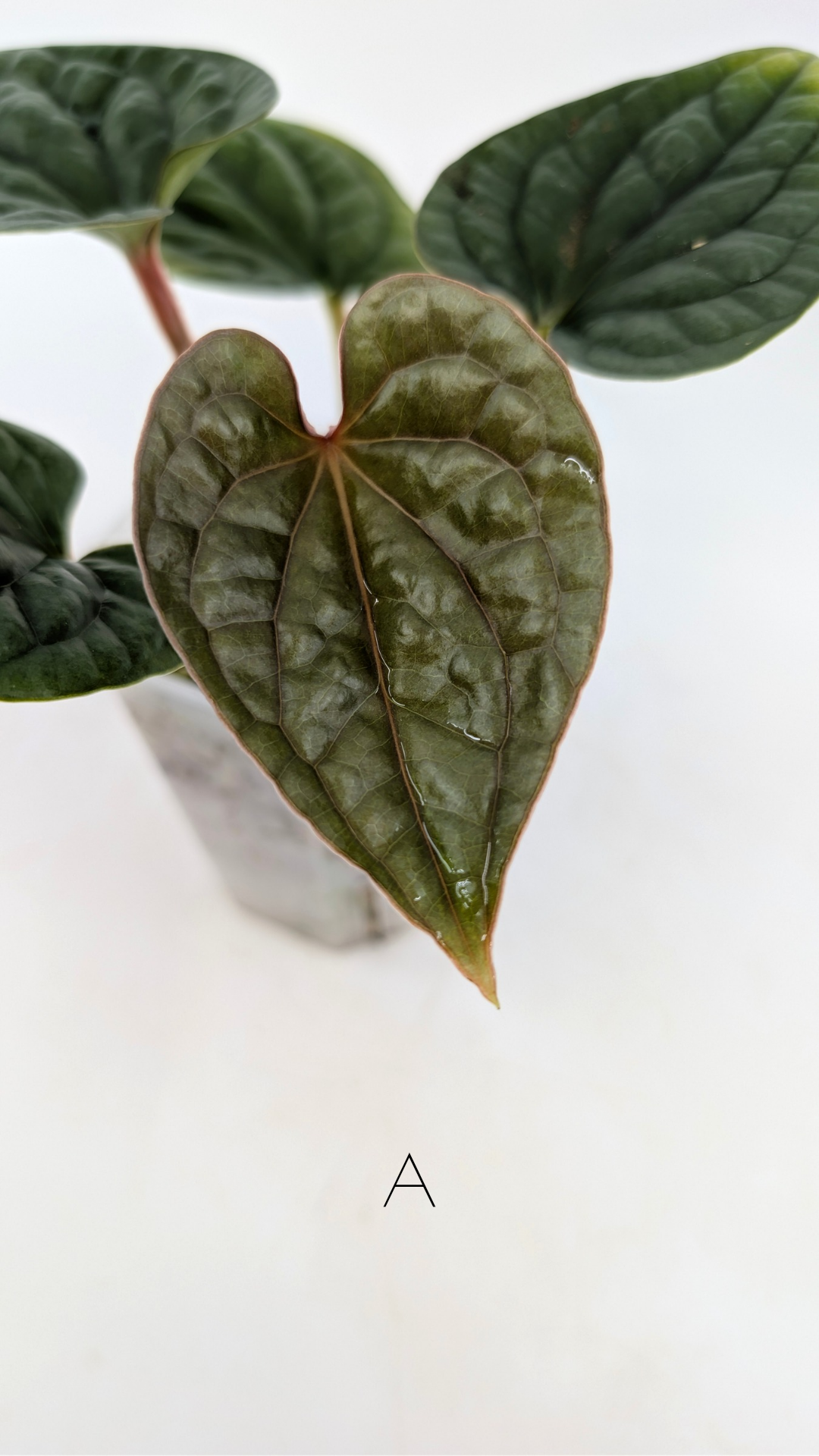 Rare indoor plant Anthurium Luxurians available for sale at rare house plant shop The Leaf Gallery in Perth, Western Australia
