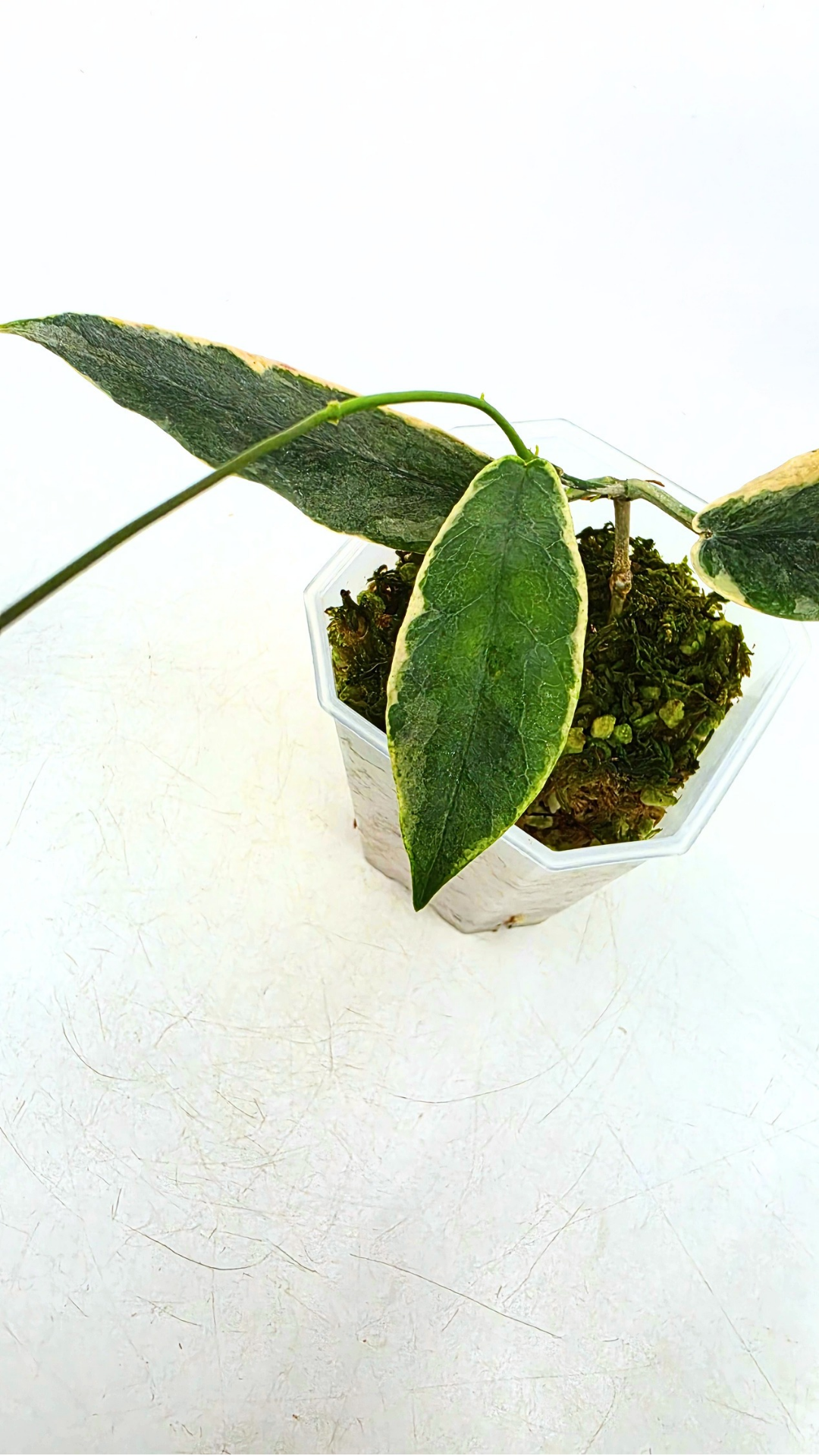 Rare waxplant Hoya Archboldiana Albomarginata available for sale at rare indoor plant shop The Leaf Gallery in Perth, Western Australia