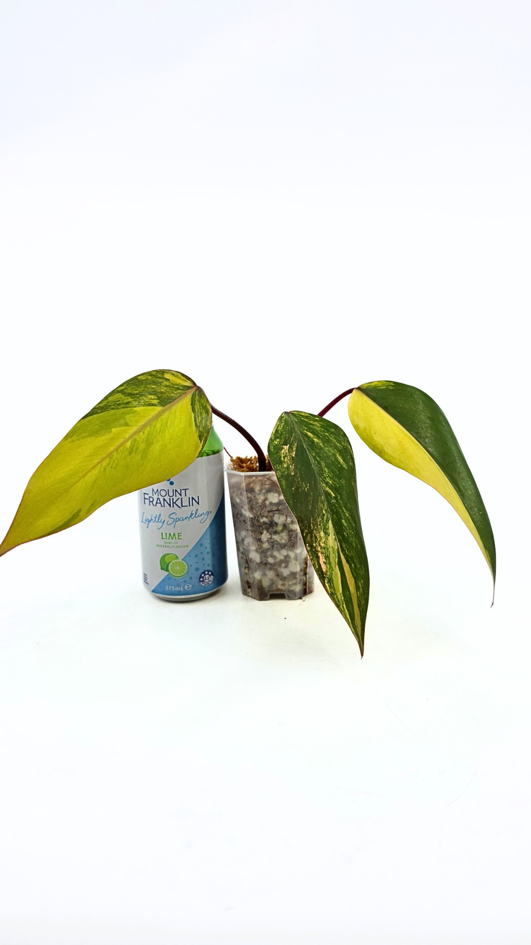 Rare indoor plant Philodendron Strawberry Shake grown and propagated by rare plant shop The Leaf Gallery in Perth, Western Australia