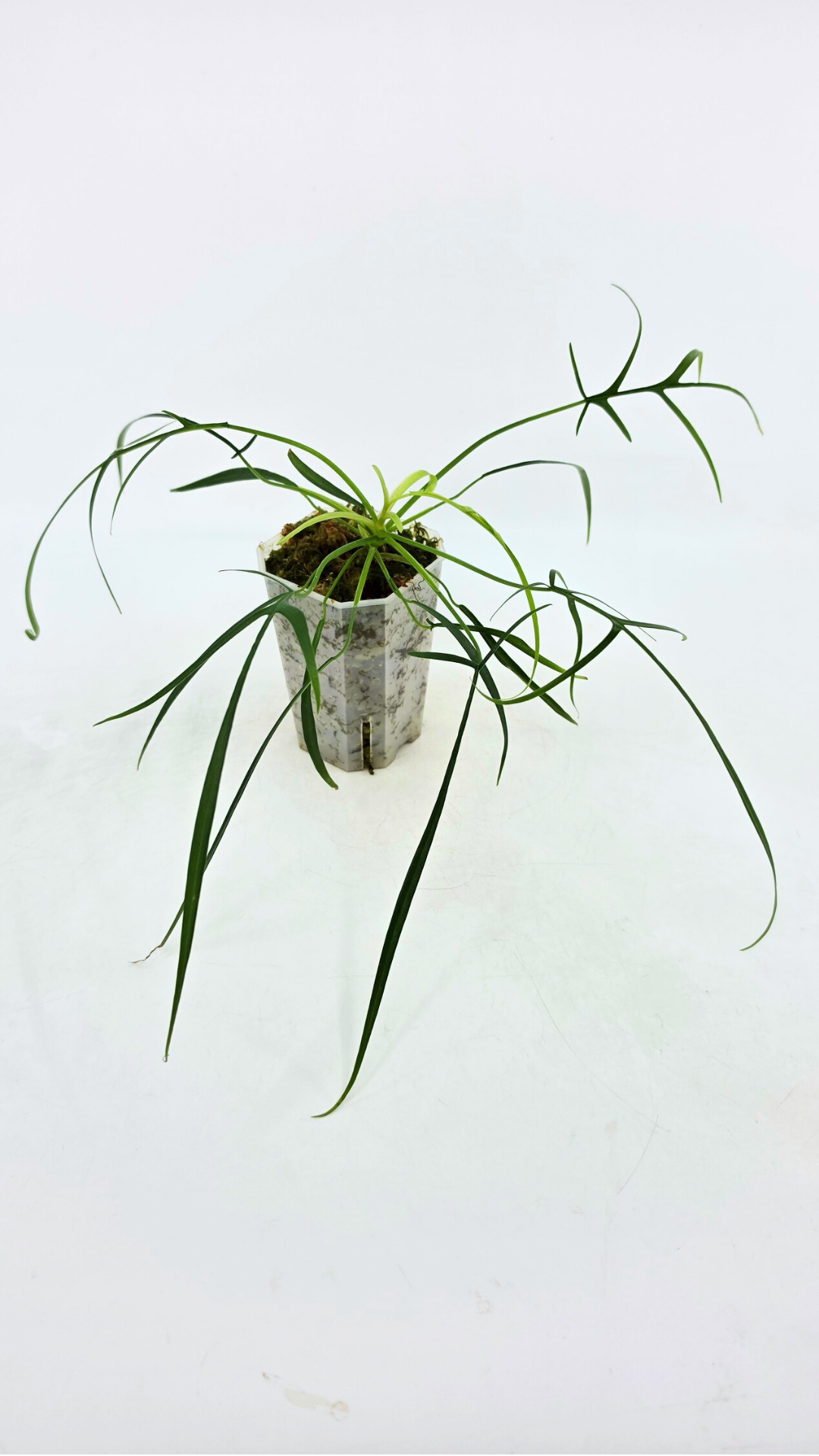 Single plants upload_20260311_115317_0000.png