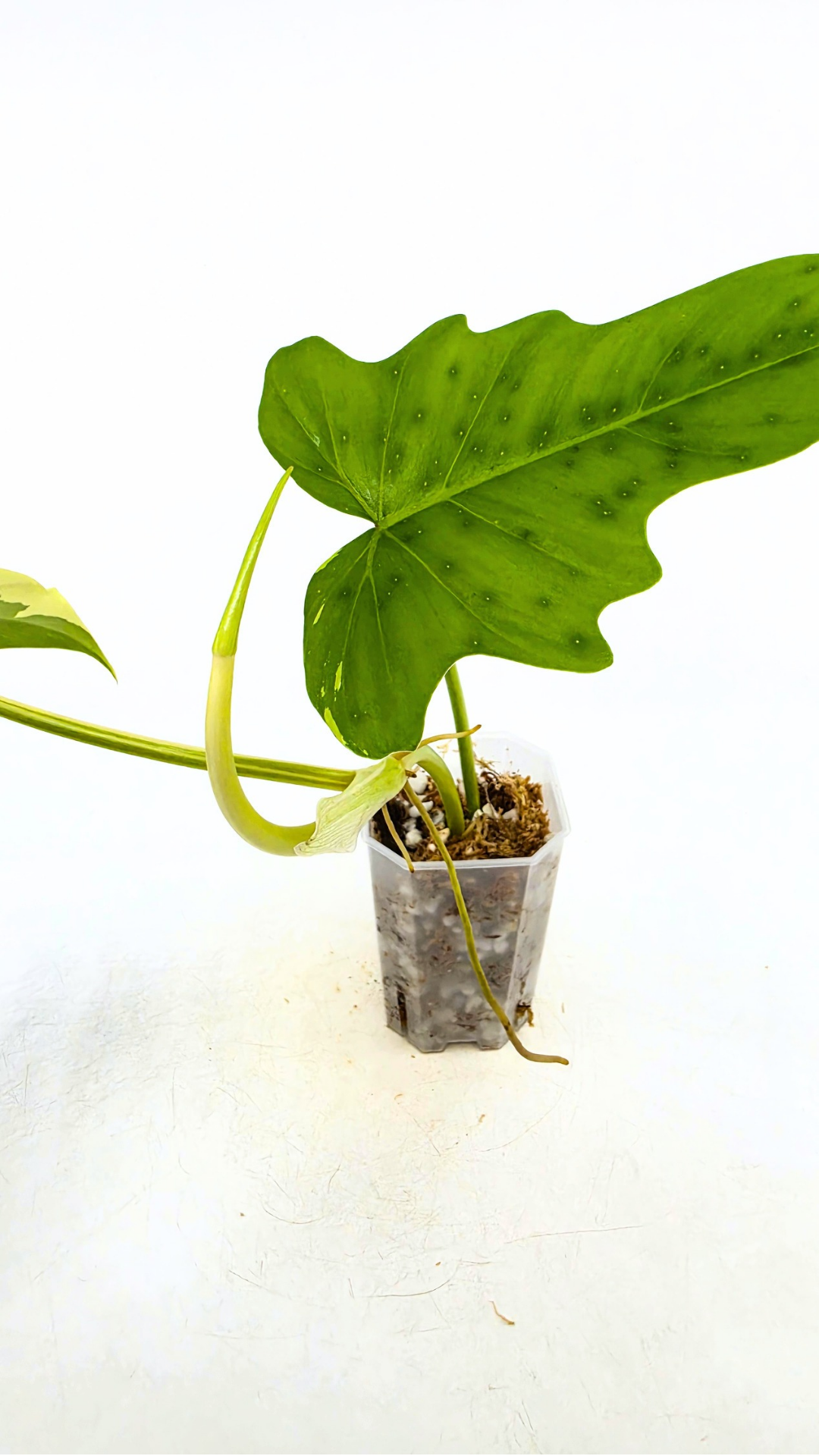 Super Rare indoor plant Philodendron Golden Dragon variegated available for sale at rare house plant shop The Leaf Gallery in Perth, Western Australia.
