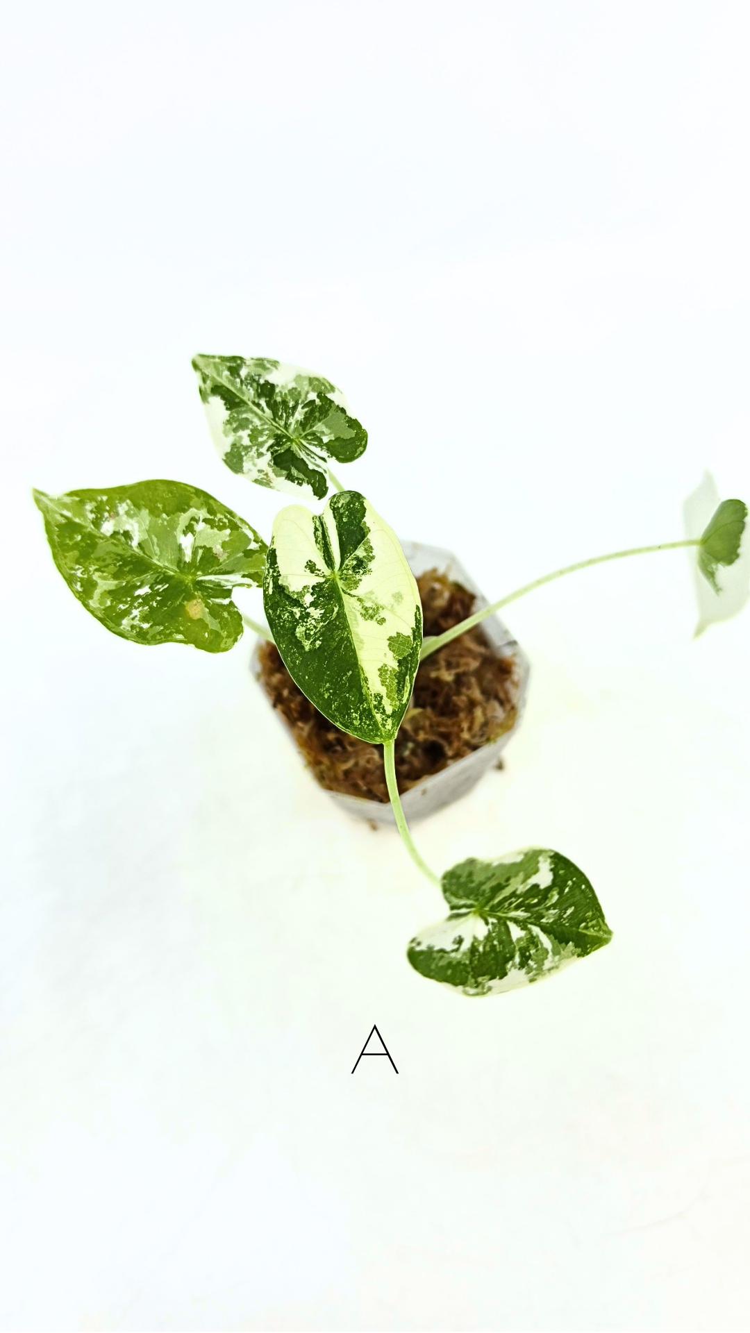 Rare Wax Plant Hoya Clemensiorum available for sale at rare house plant shop The Leaf Gallery in Perth, Western Australia