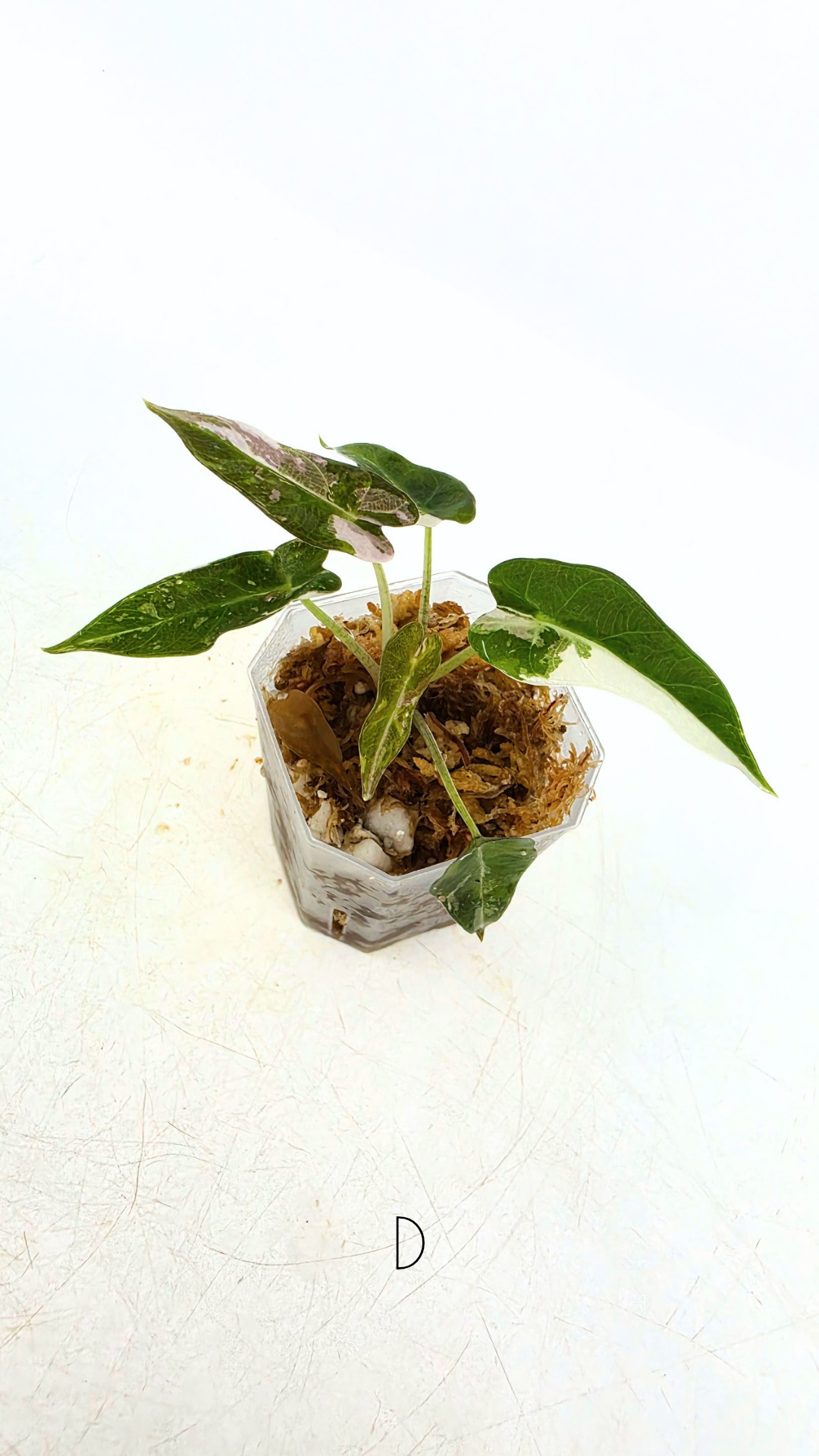 Rare indoor plant Alocasia Amazonica Bambino Pink TC plantlets available for sale at rare houseplant shop The Leaf Gallery in Perth, Western Australia