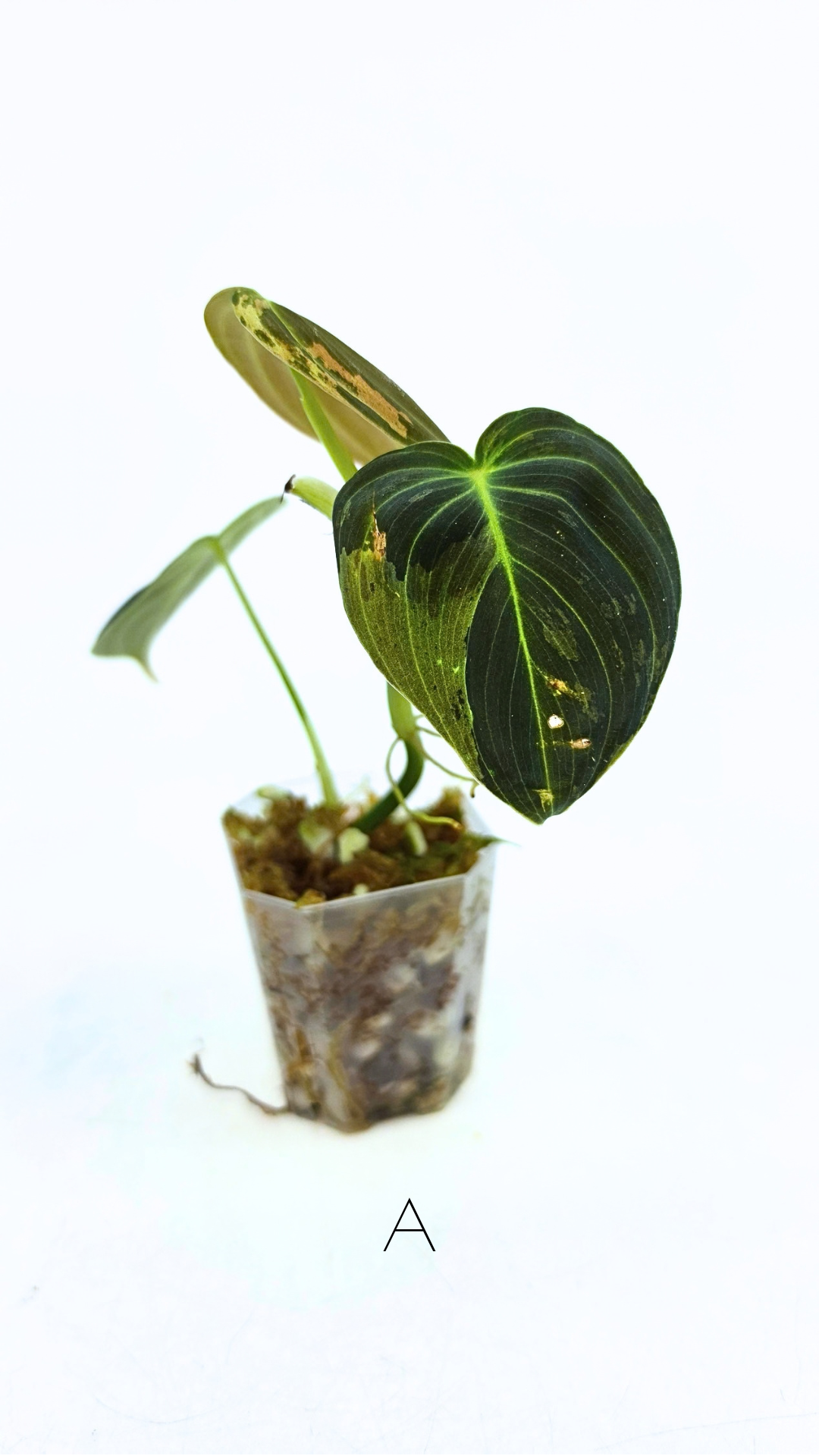 Rare plant Philodendron Melanochrysum Varigated available for sale at rare plant shop The Leaf Gallery in Perth, Western Australia
