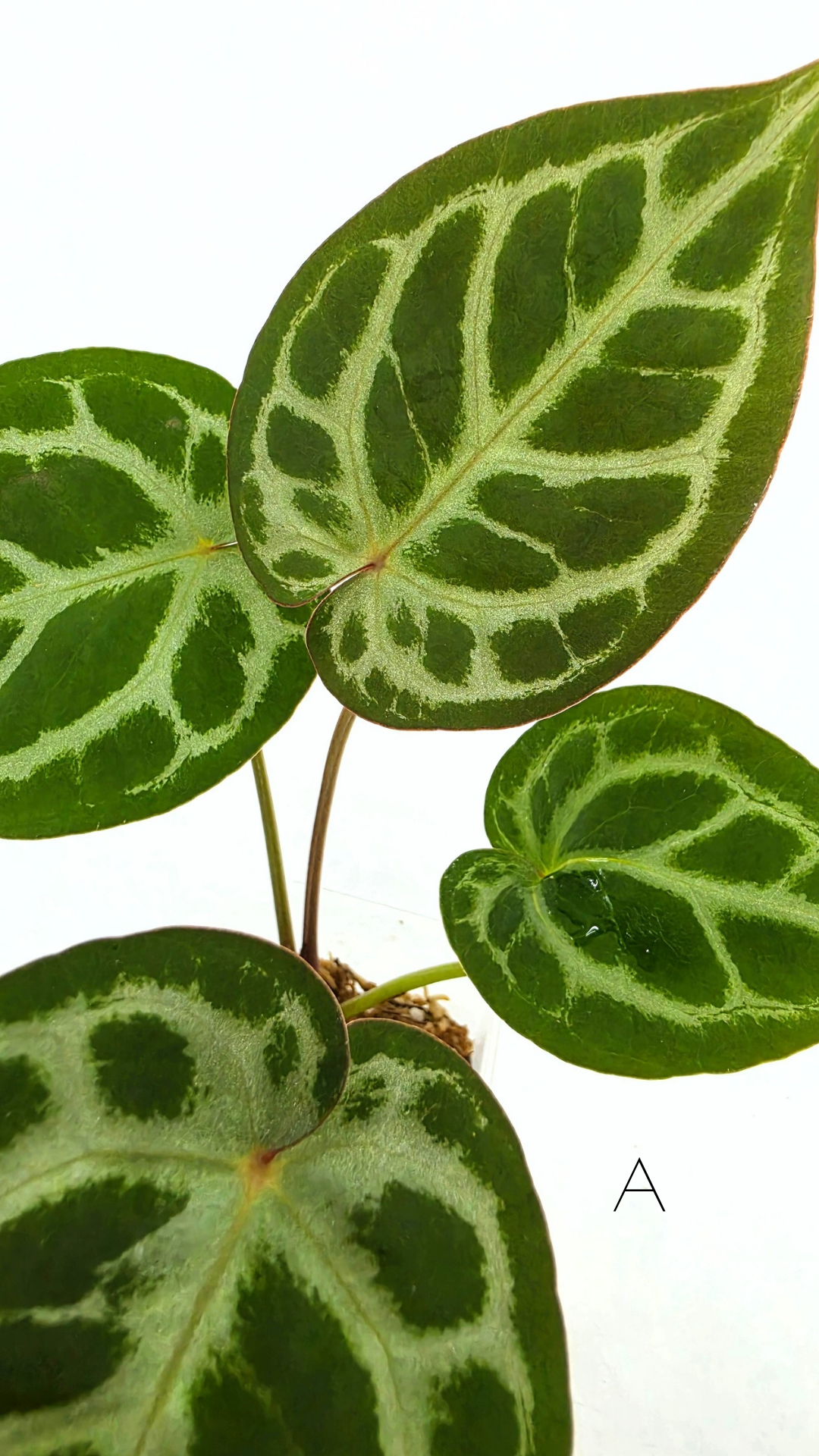 Rare anthurium hybrid Anthurium red dorayaki mutation with Anthurium Michelle by The Leaf Gallery in Perth, Western Australia