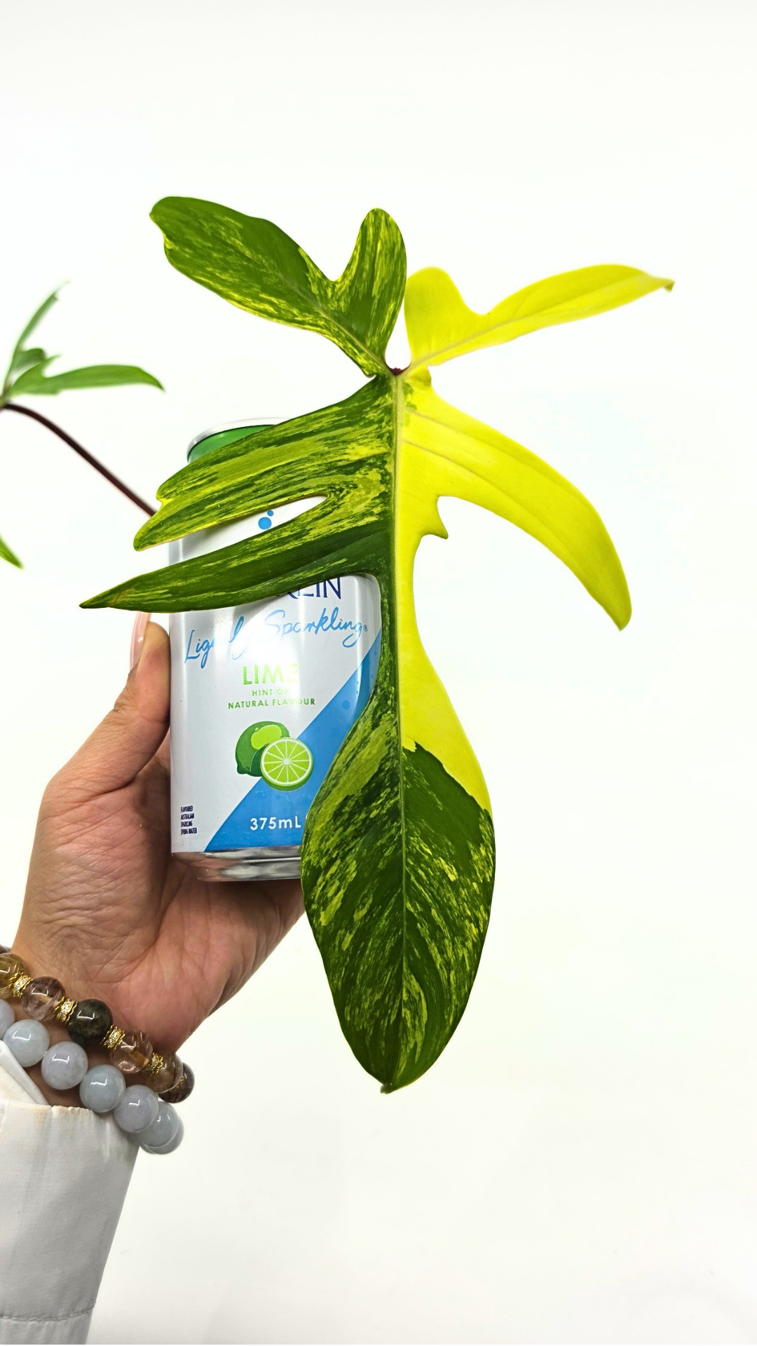 Rare indoor plant Philodendron Florida Beauty Varigated available at rare plant shop The Leaf Gallery in Perth, Western Australia