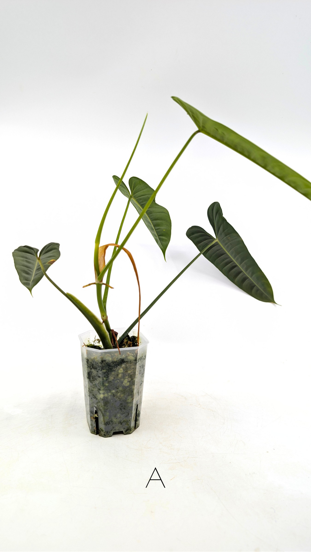 Rare indoor plant Philodendron Felix available for sale at rare house plant shop The Leaf Gallery in Perth, Western Australia