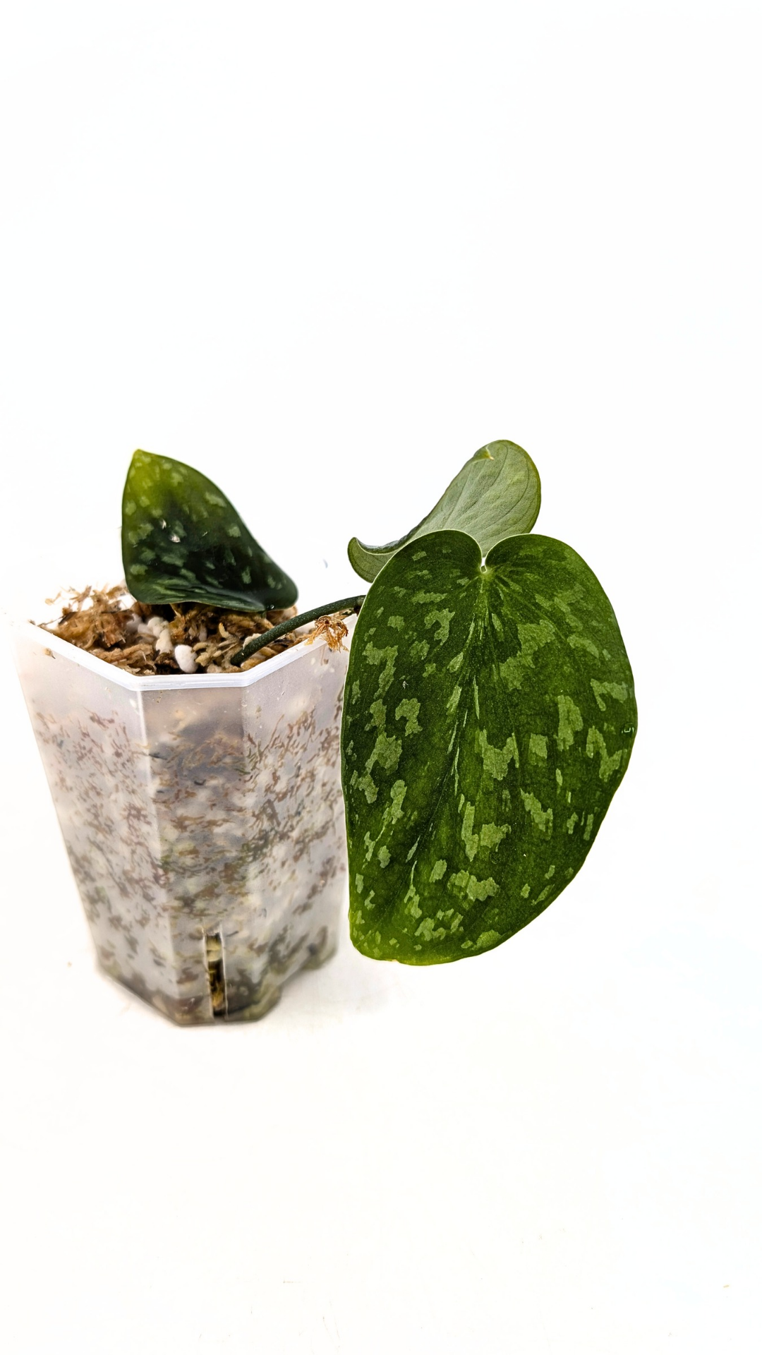 Rare indoor plant Scindapsus Pictus Haask Snake Scale Available for sale at rare plant shop The Leaf Gallery in Perth, Western Australia