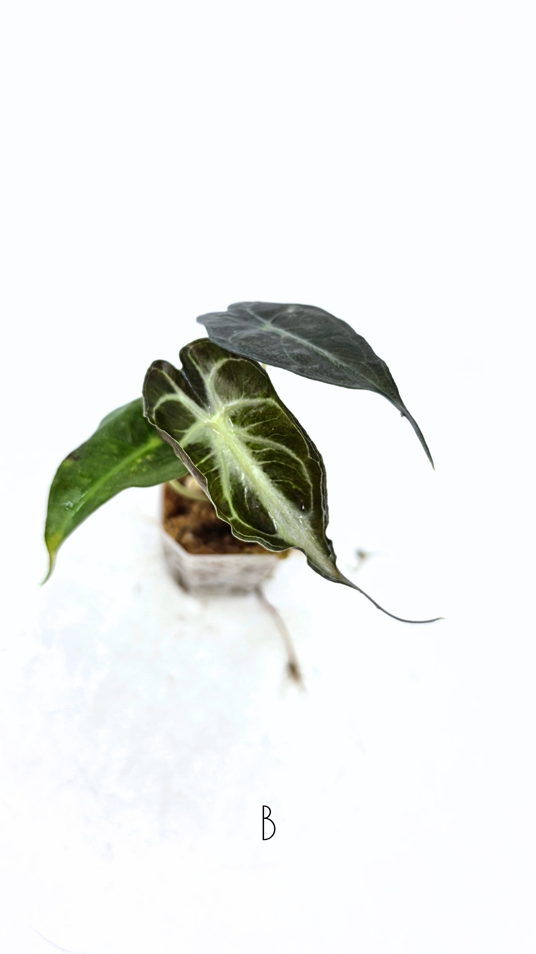 Rare indoor plant Alocasia Venom available for sale at rare house plant shop The Leaf Gallery in Perth, Western Australia.