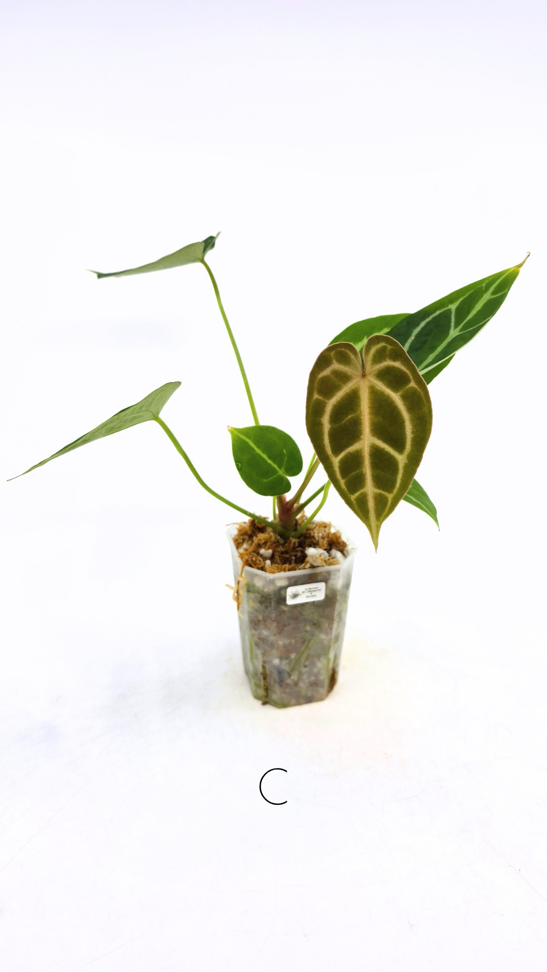 Rare anthurium hybrid Anthurium Dark Forgetii x Bessae Aff X Anthurium Michelle by The Leaf Gallery in Perth, Western Australia