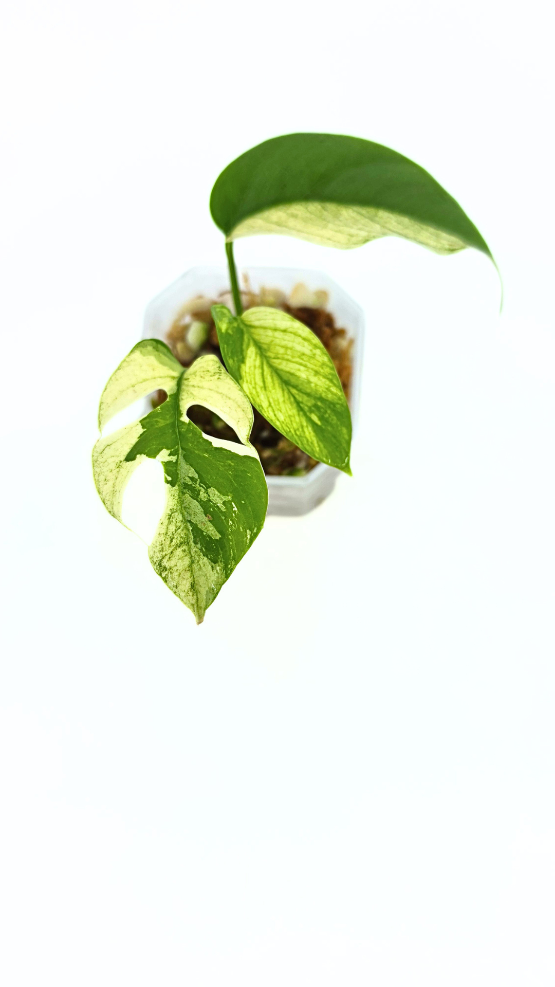 Rare indoor plant Raphidophora Tetrasperma Albo for sale at rare plant shop The Leaf Gallery in Perth, Western Australia