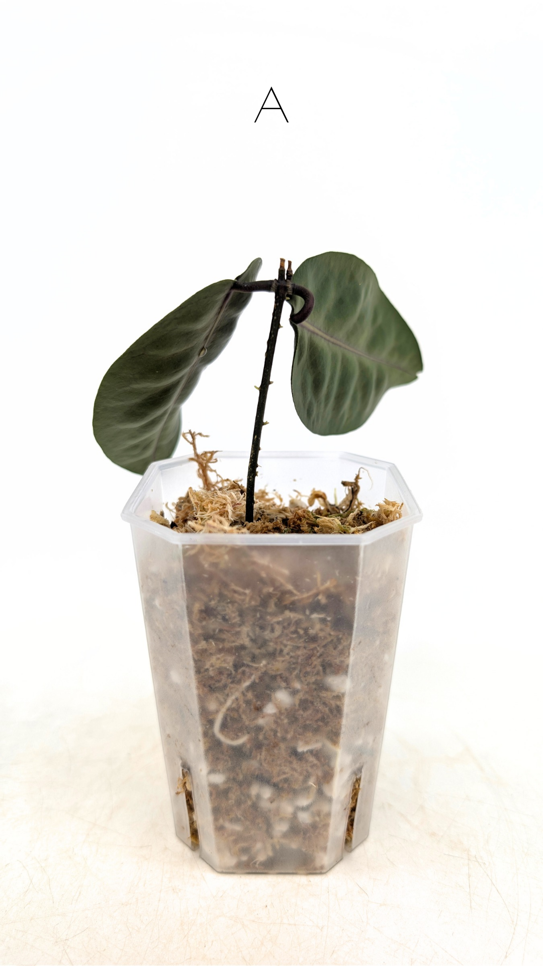 Rare waxplant hoya megalaster IML1007 available for sale at rare plant shop The Leaf Gallery in Perth, Western Australia