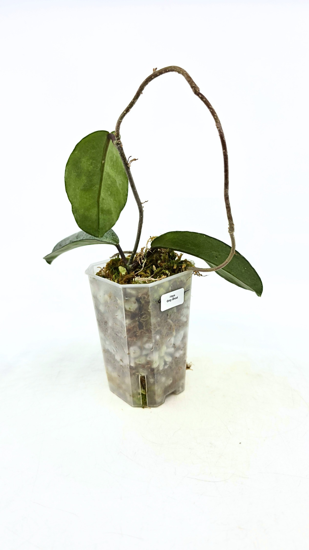 Rare waxplant plant Hoya Carnosa Grey Ghost available at rare plant shop The Leaf Gallery in Perth, Western Australia