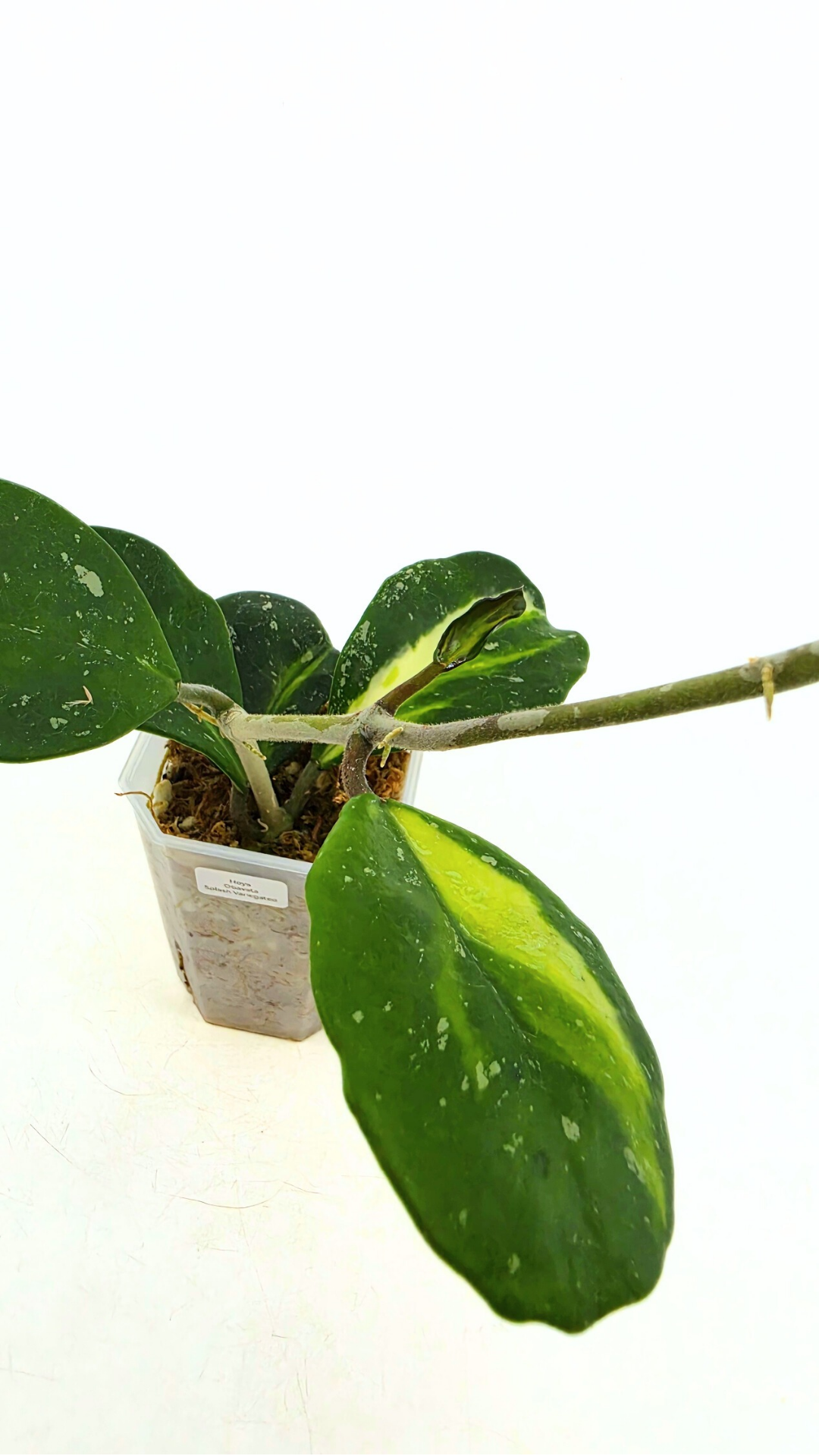 Rare waxplant Hoya Obavata Splash Variegated available for sale at rare indoor plant shop The Leaf Gallery in Perth, Western Australia.