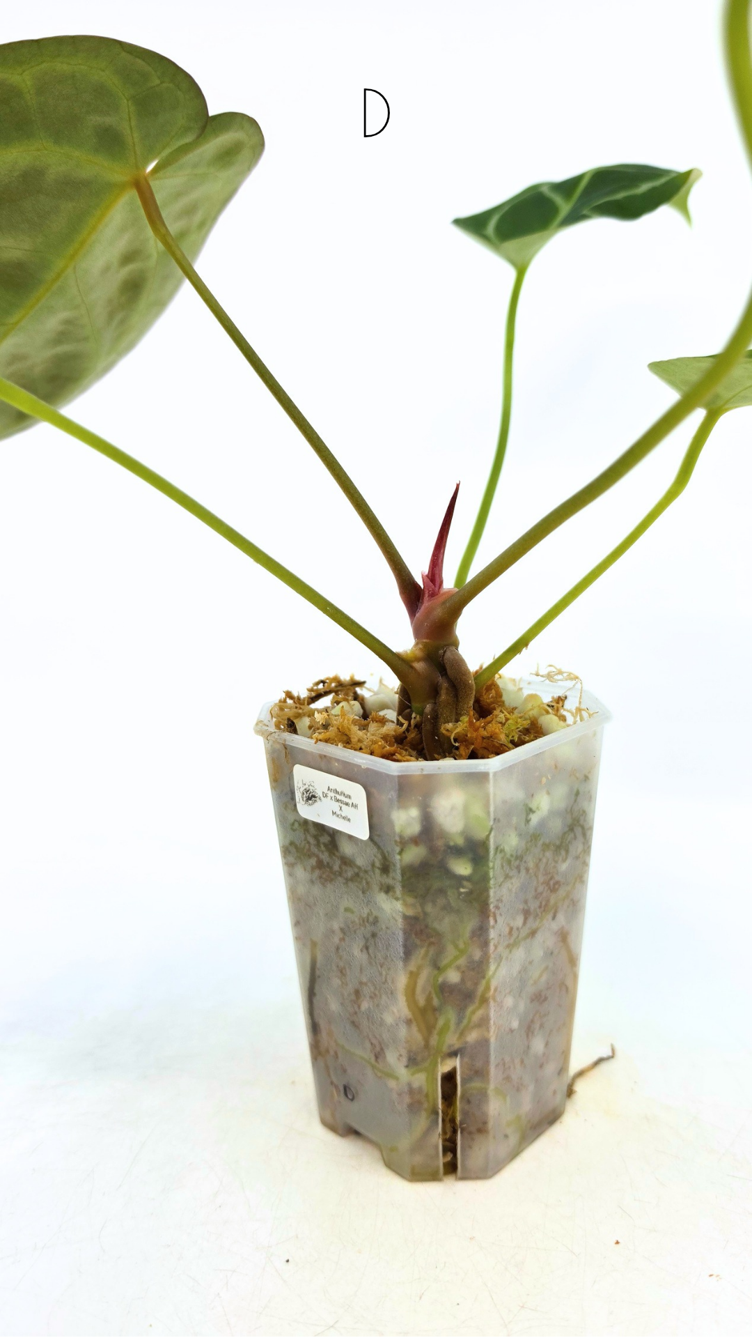 Rare anthurium hybrid Anthurium Dark Forgetii x Bessae Aff X Anthurium Michelle by The Leaf Gallery in Perth, Western Australia