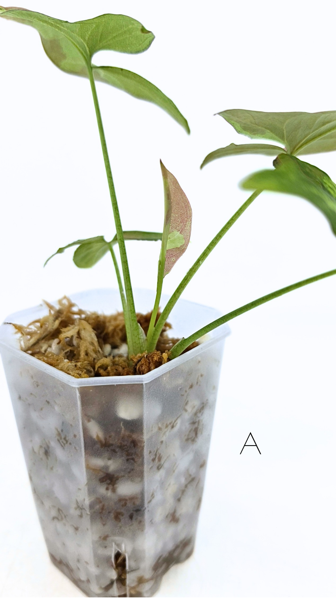 Rare indoor plant Syngonium Redspot Tricolour available for sale at The Leaf Gallery in Perth, Western Australia