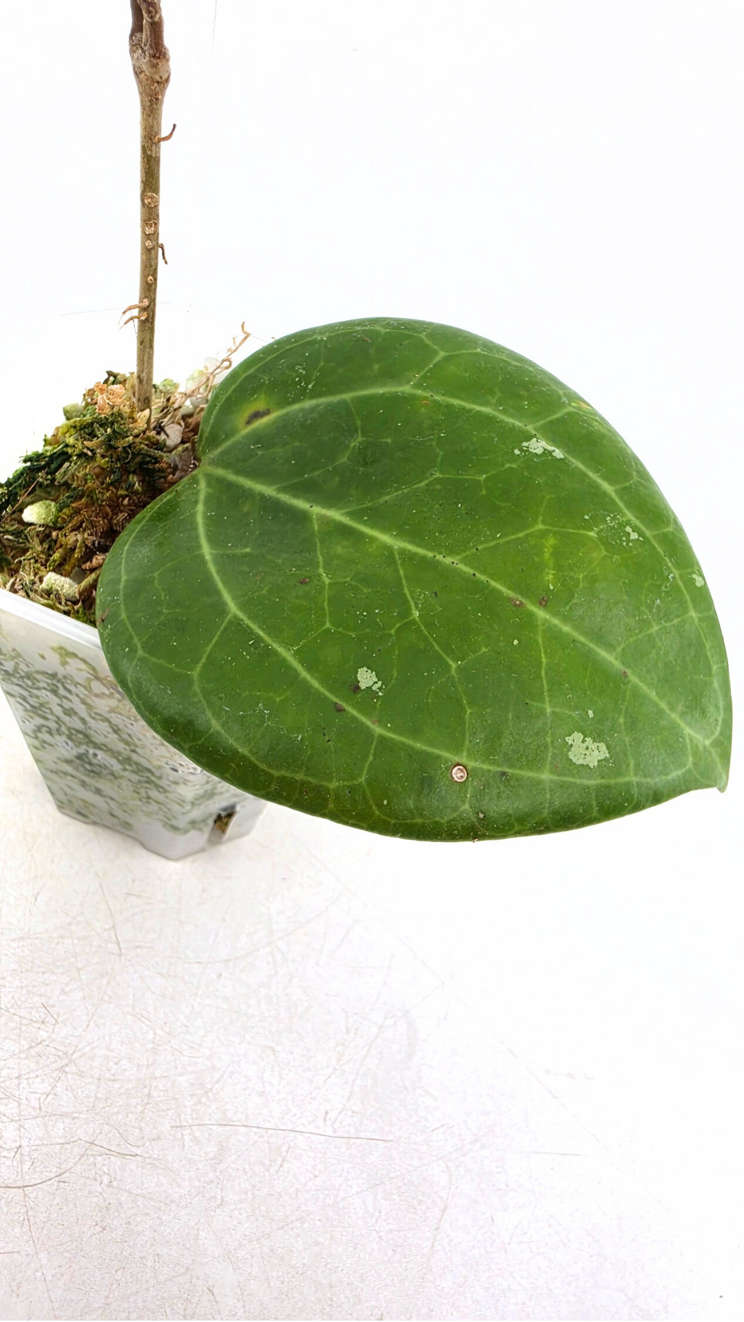 Rare waxplant Hoya Sarawak available for sale at rare indoor plant shop The Leaf Gallery in Perth, Western Australia