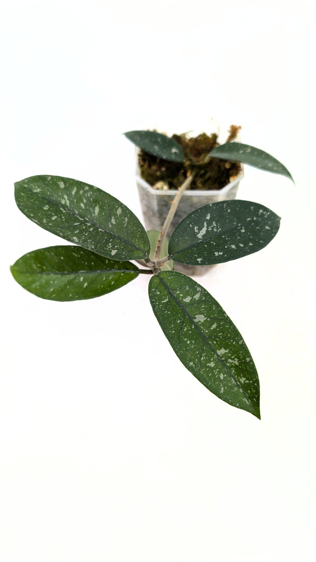 Rare waxplant Hoya Starry Night available for sale at The Leaf Gallery in Perth, Western Australia