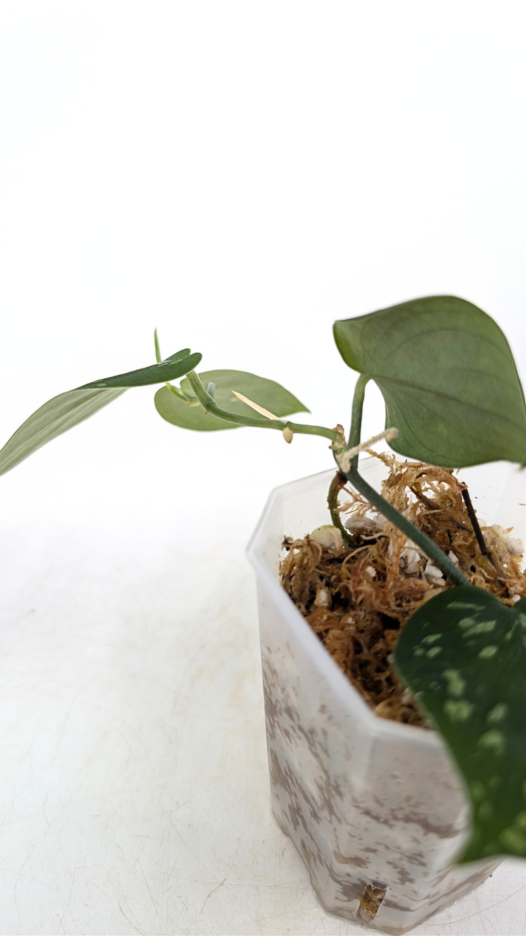 Rare indoor plant Scindapsus Pictus Haask Snake Scale Available for sale at rare plant shop The Leaf Gallery in Perth, Western Australia