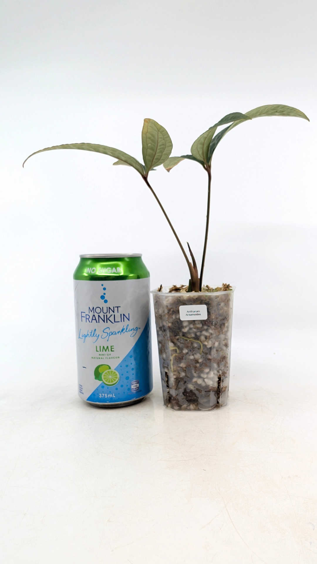 Rare indoor plant Anthurium Arisaemoides available at rare house plant shop The Leaf Gallery in Perth, Western Australia