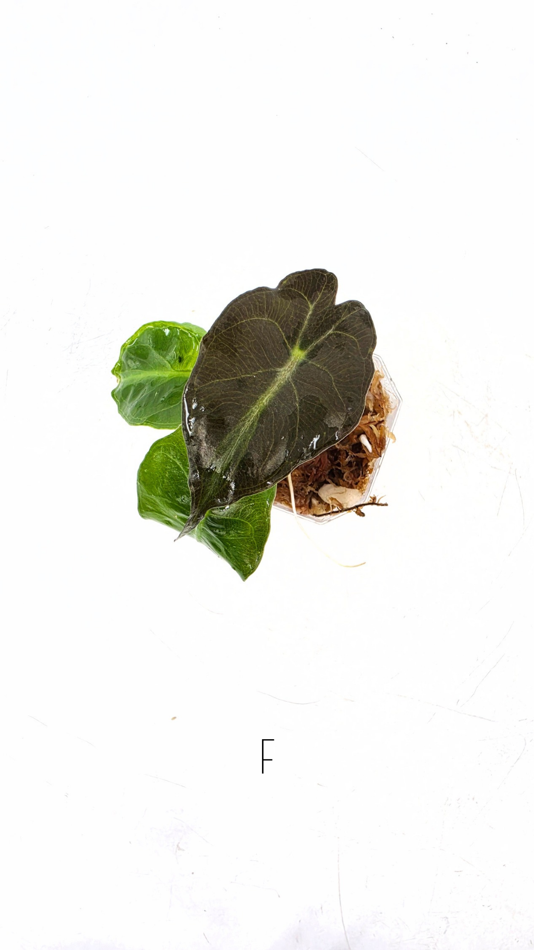 Rare indoor plant Alocasia Venom available for sale at rare house plant shop The Leaf Gallery in Perth, Western Australia.