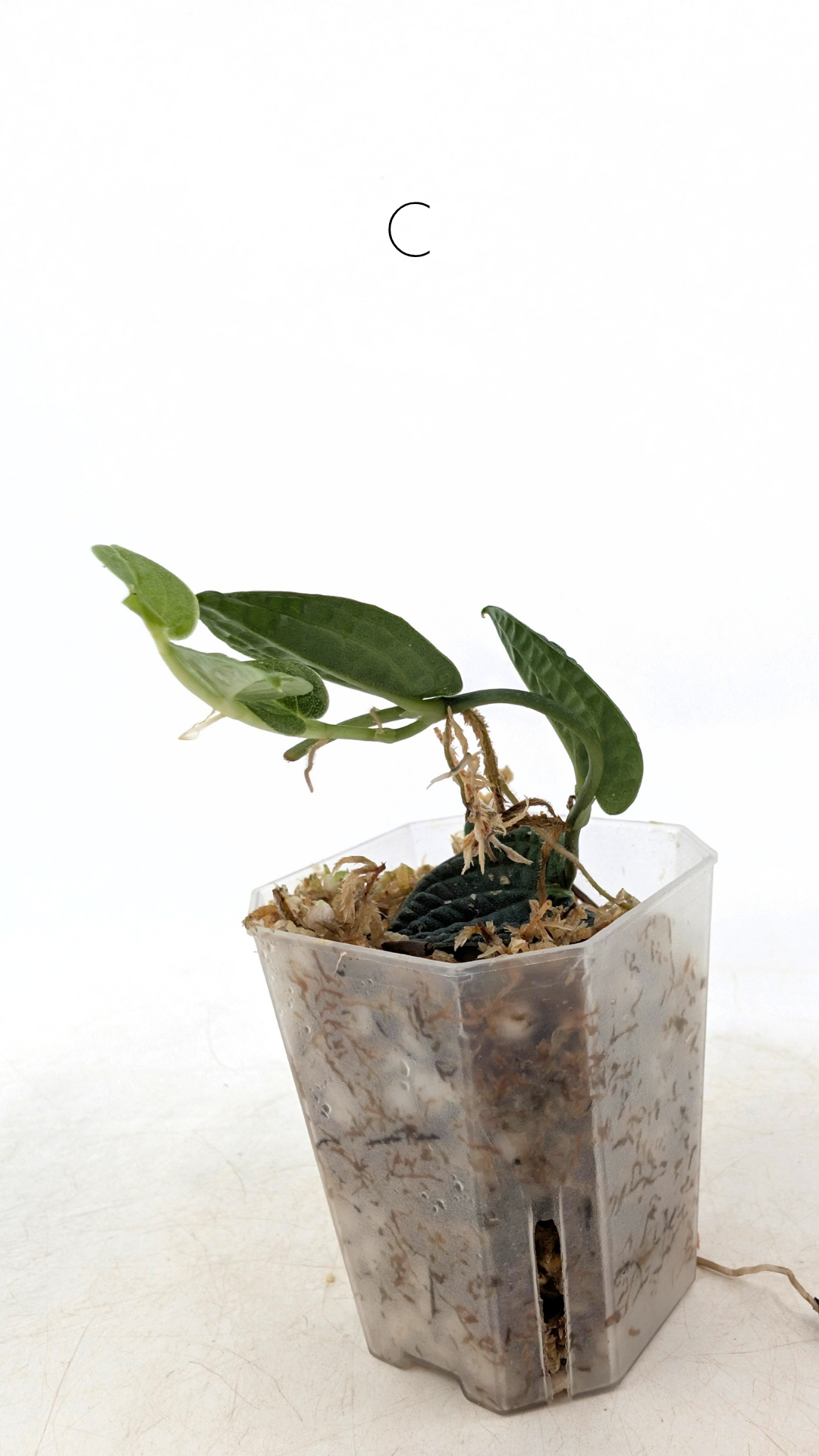 Rare Shingler plant Raphidophora Verstegii or Piper Clypeatum available at rare plant shop The Leaf Gallery in Perth, Western Australia