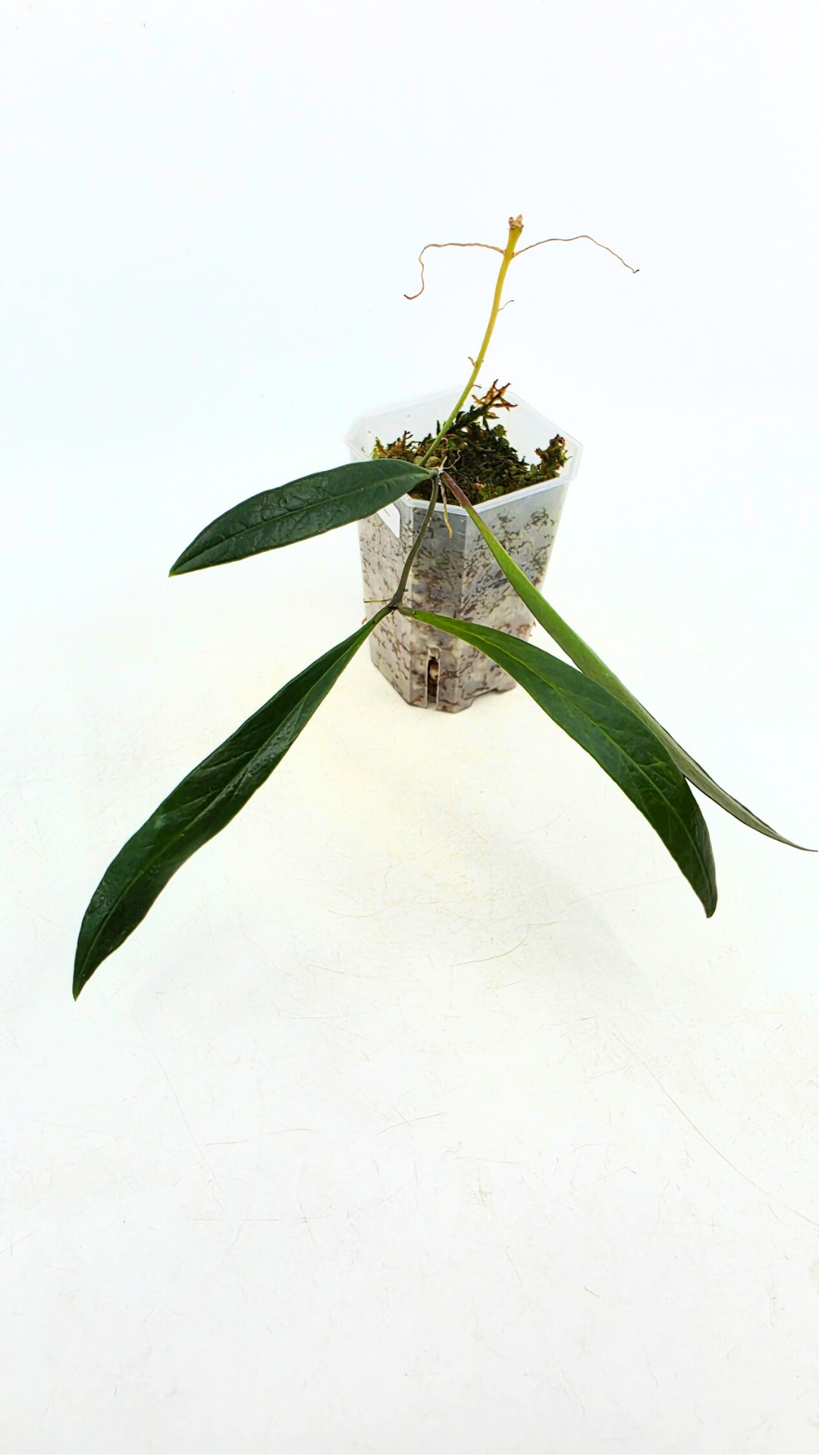 Rare waxplant Hoya Sulawesiana available for sale at rare indoor plant shop The Leaf Gallery in Perth, Western Australia