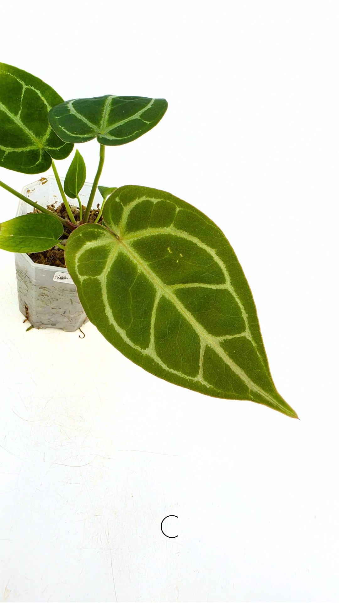 Rare anthurium hybrid Anthurium Dark Forgetii x Bessae Aff X Anthurium Michelle by The Leaf Gallery in Perth, Western Australia