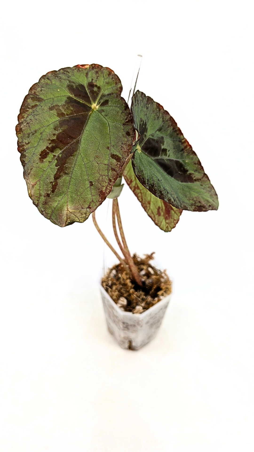 Rare Begonia Burkillii Green form available for sale at rare plant shop The Leaf Gallery in Perth, Western Australia